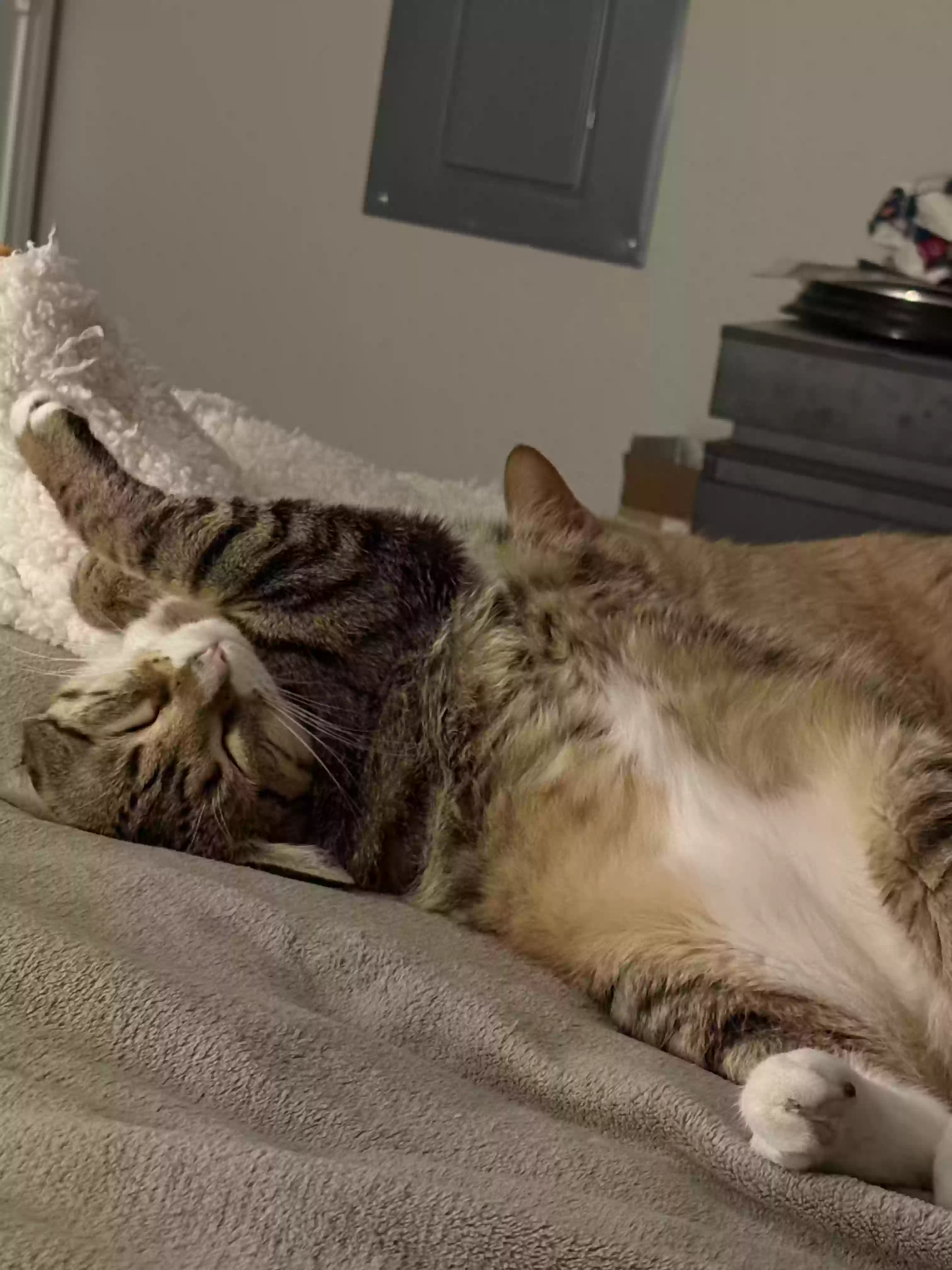 adoptable Cat in Garland,TX named Seymour