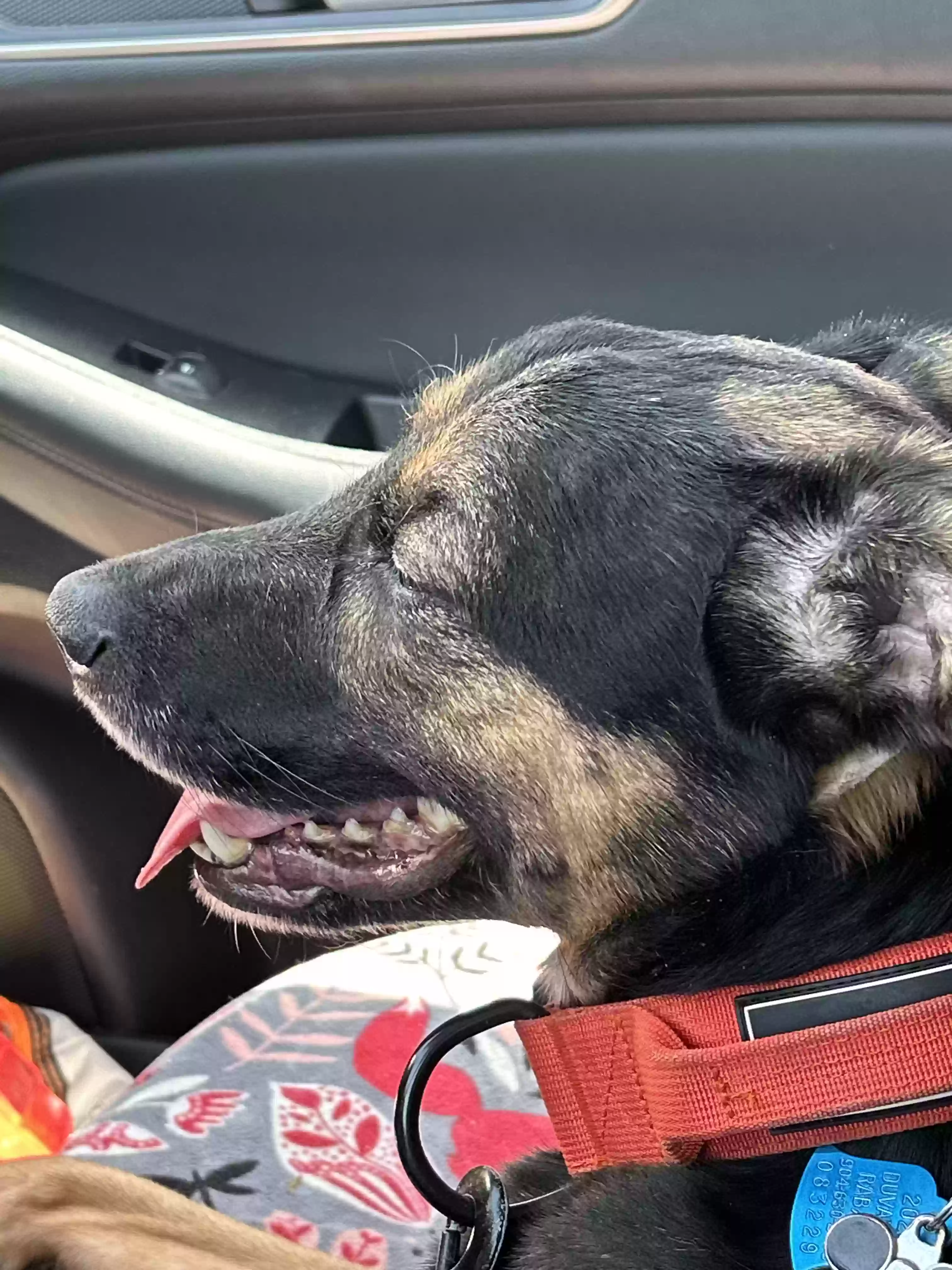 adoptable Dog in Tehachapi,CA named Azira