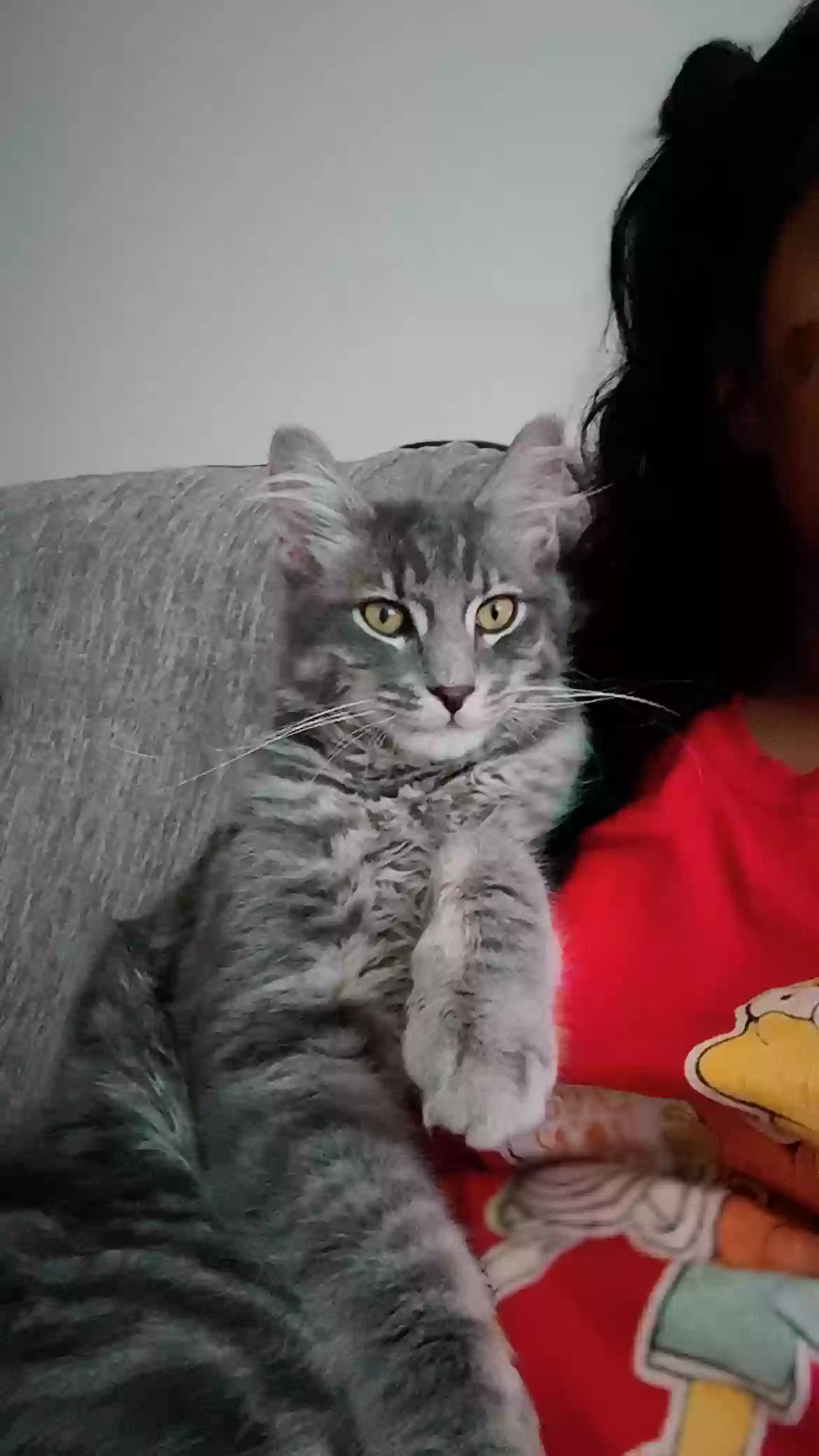 adoptable Cat in Minneapolis,MN named Amiri