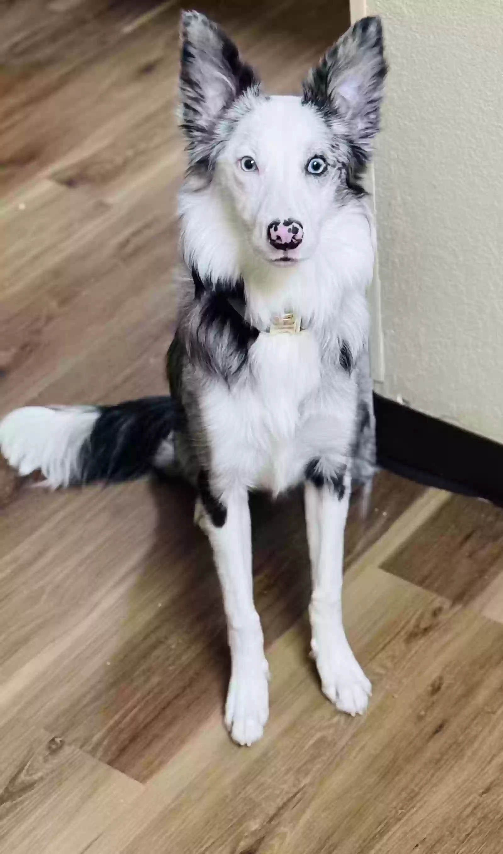 adoptable Dog in Winston Salem,NC named Skye Blue