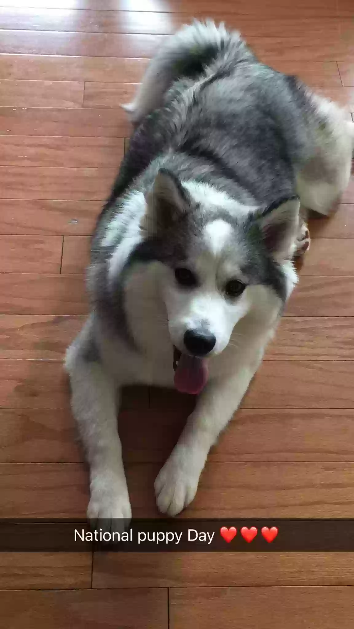adoptable Dog in Locust Grove,GA named Bella Lynn
