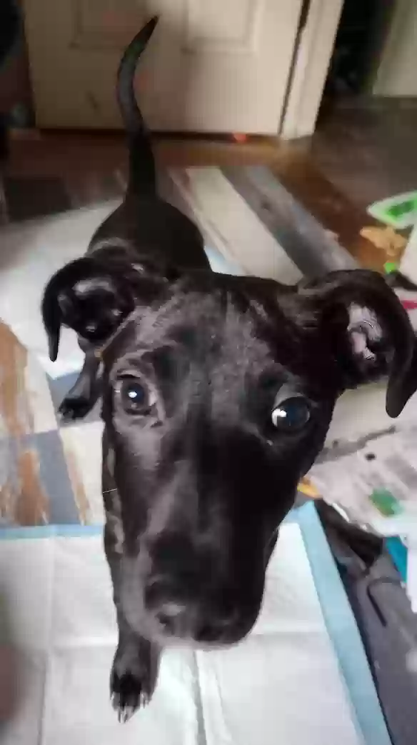 adoptable Dog in Perth Amboy,NJ named Hachi