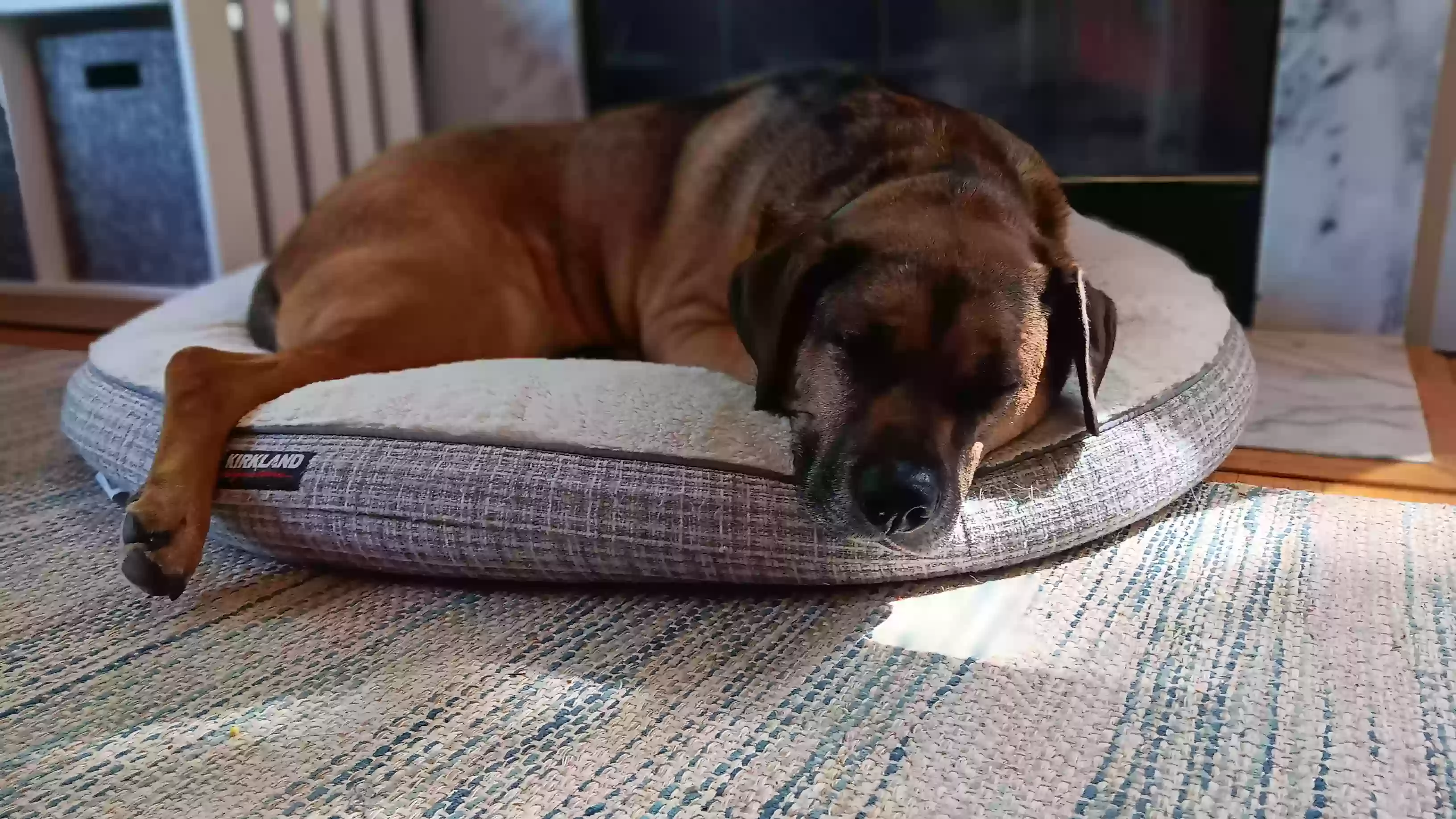 adoptable Dog in Morrisville,NC named Zeus