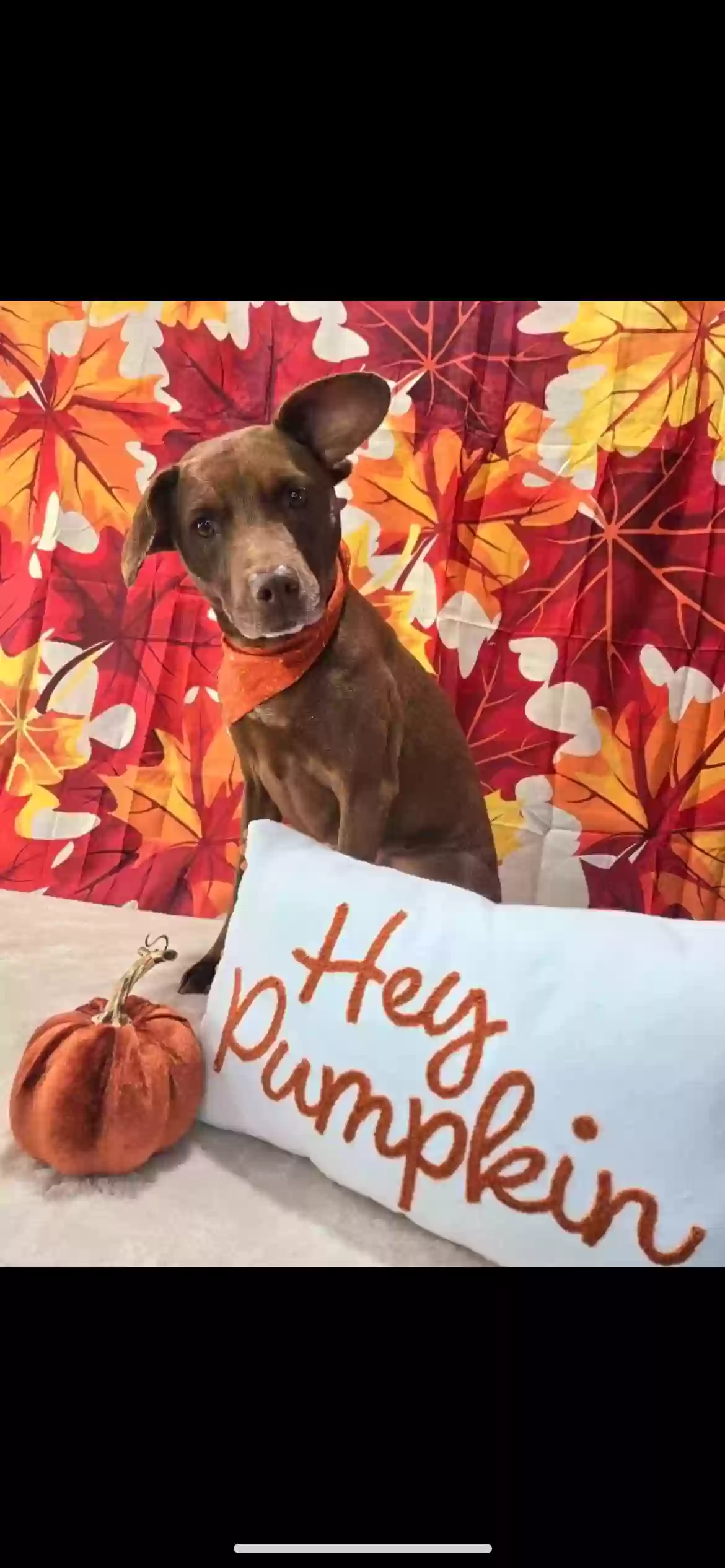 adoptable Dog in Fort Worth,TX named Cassie