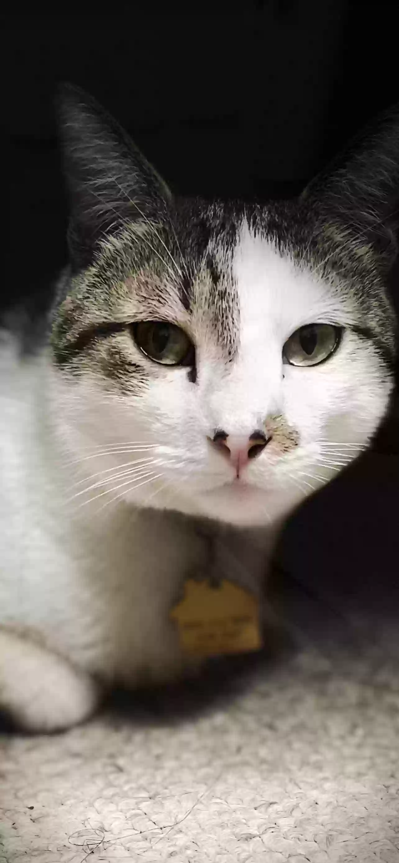 adoptable Cat in Columbia,MO named Leo
