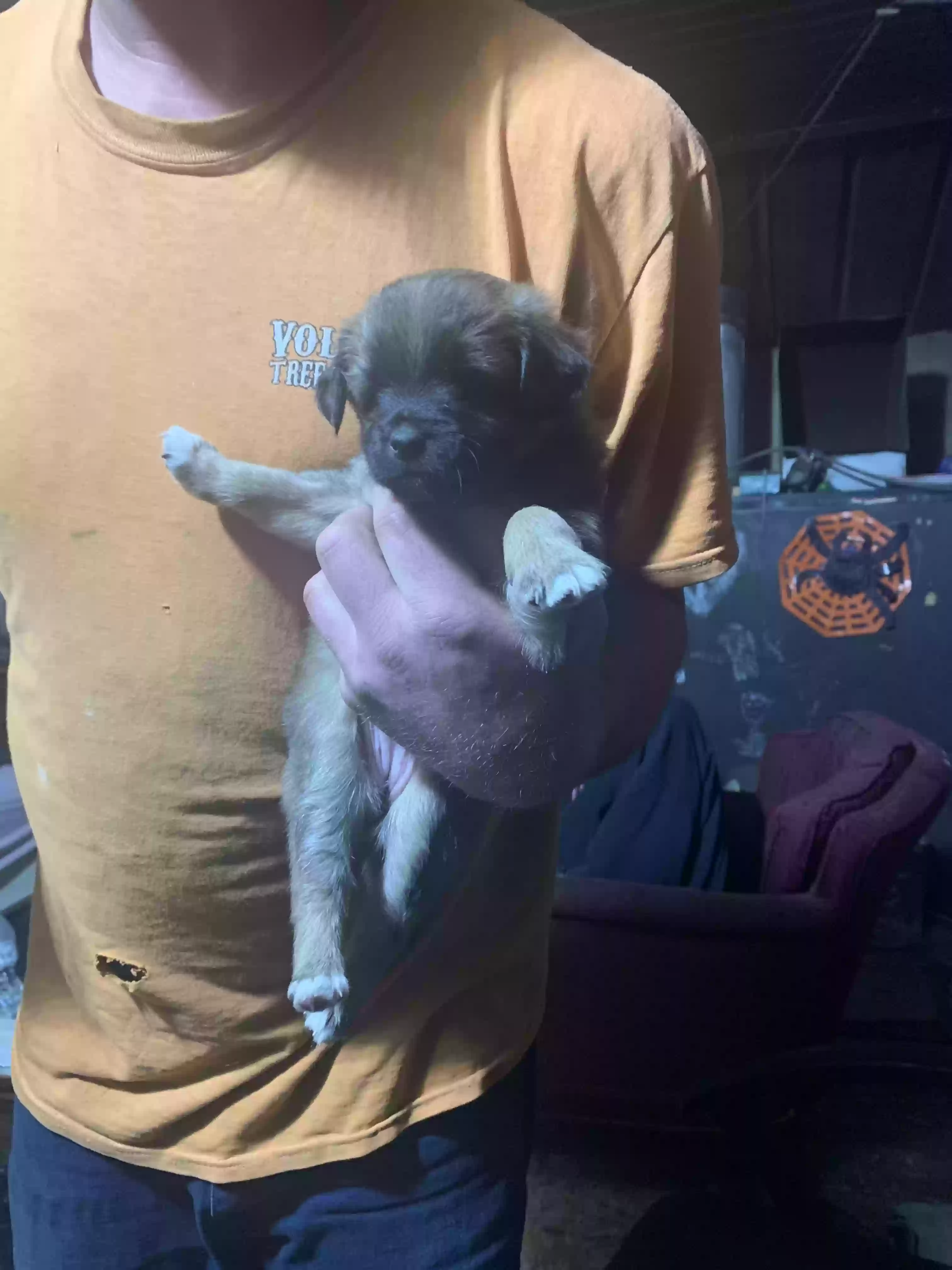 adoptable Dog in Crossville,TN named Dnt have one they are babies