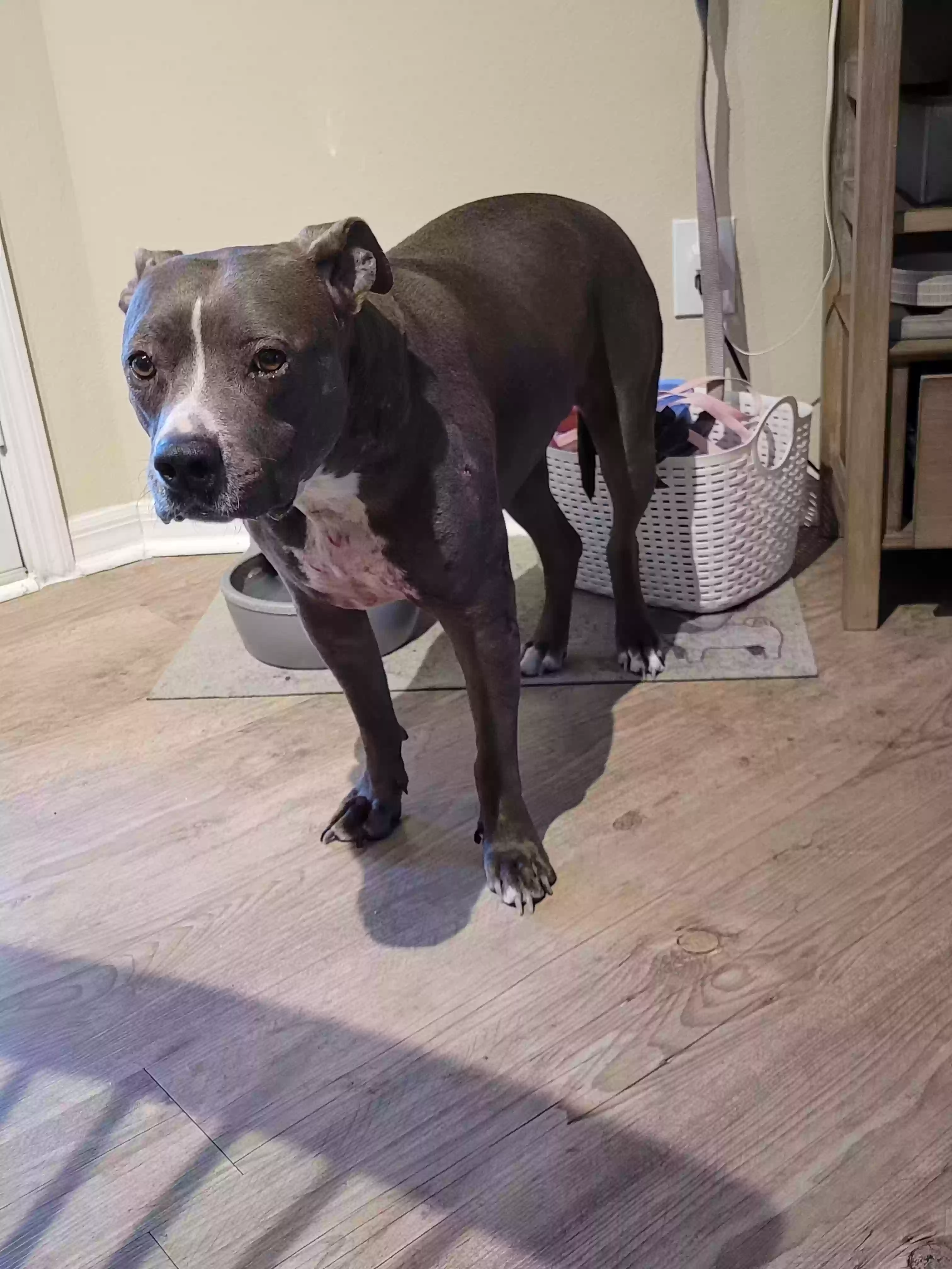 adoptable Dog in Jacksonville,FL named Abby Girl