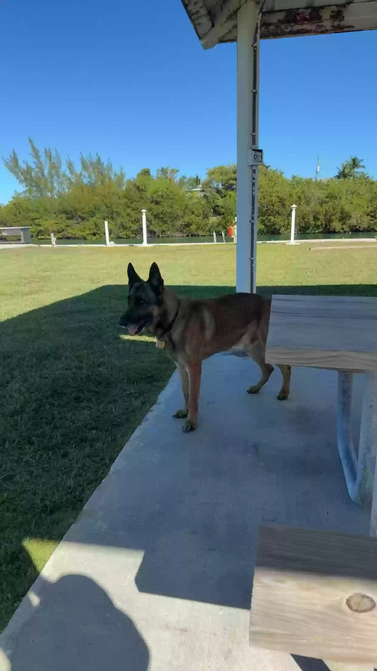adoptable Dog in Homestead,FL named Kratos