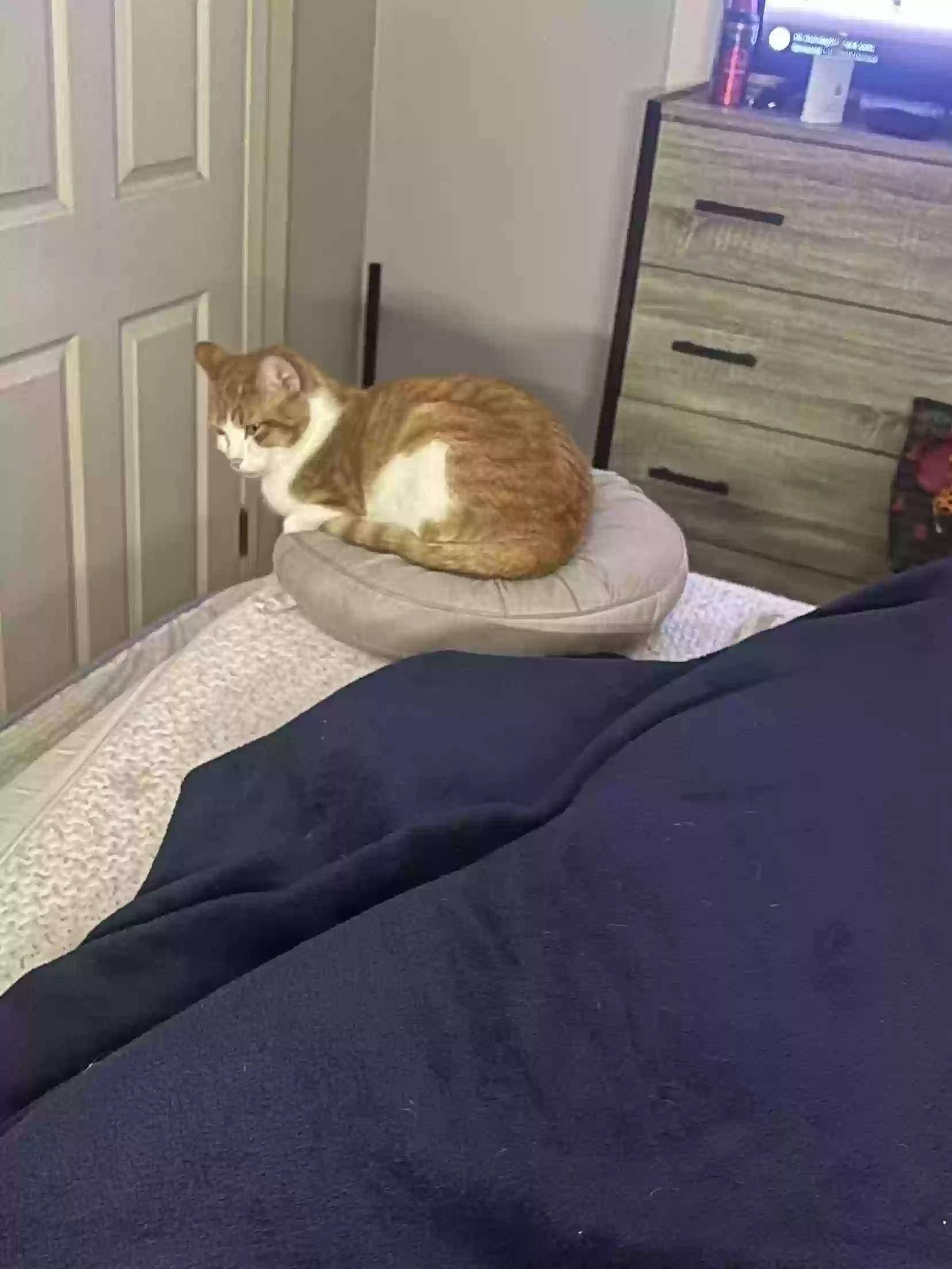 adoptable Cat in Dickinson,TX named Nova