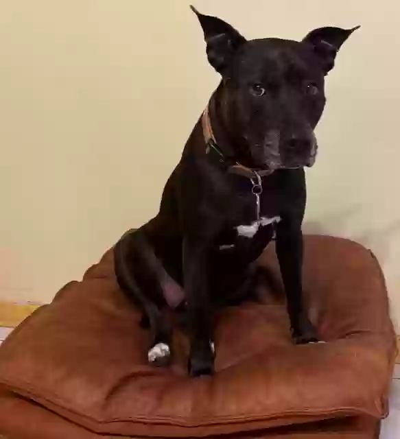 adoptable Dog in Orlando,FL named Karma