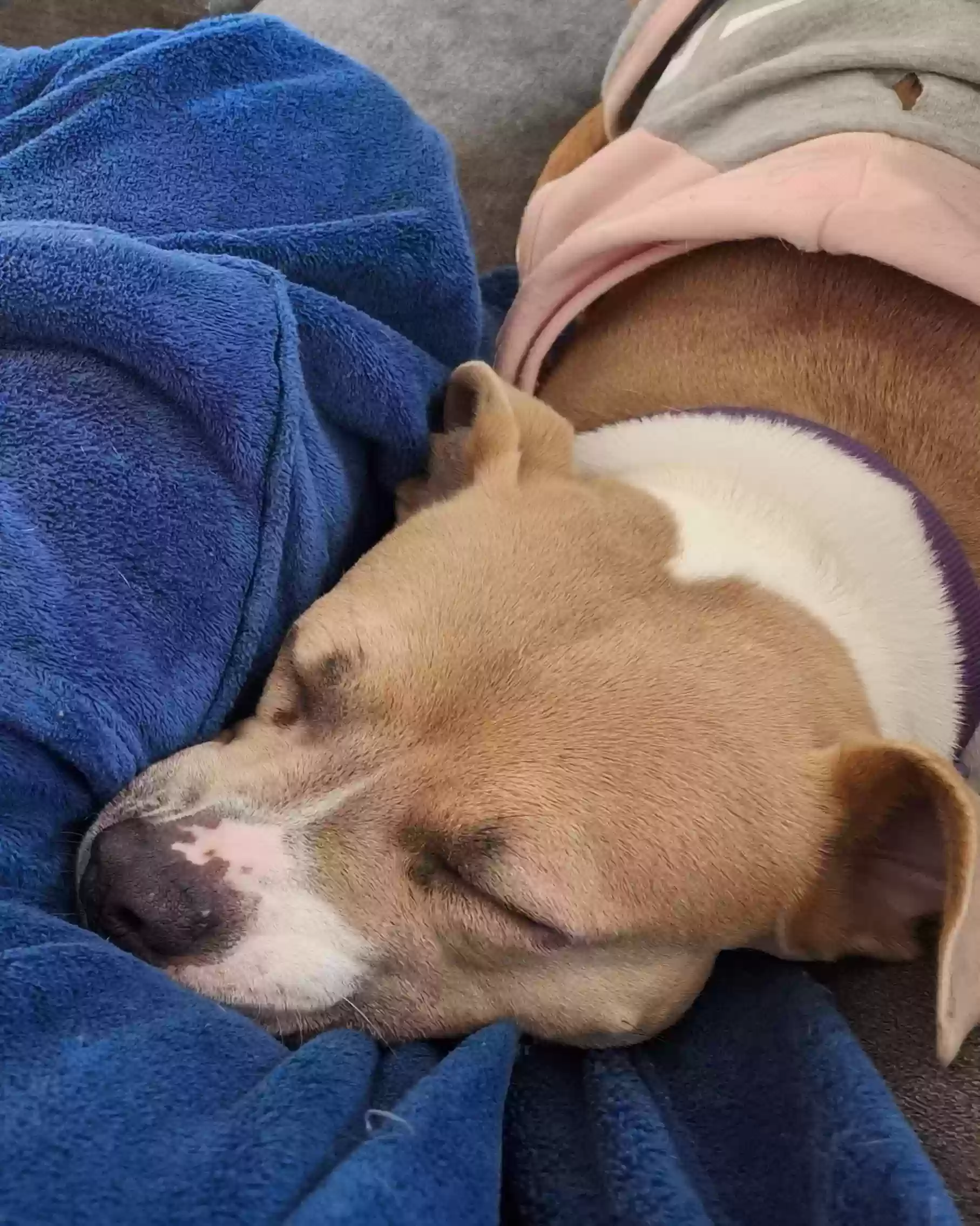 adoptable Dog in Tucson,AZ named Leia