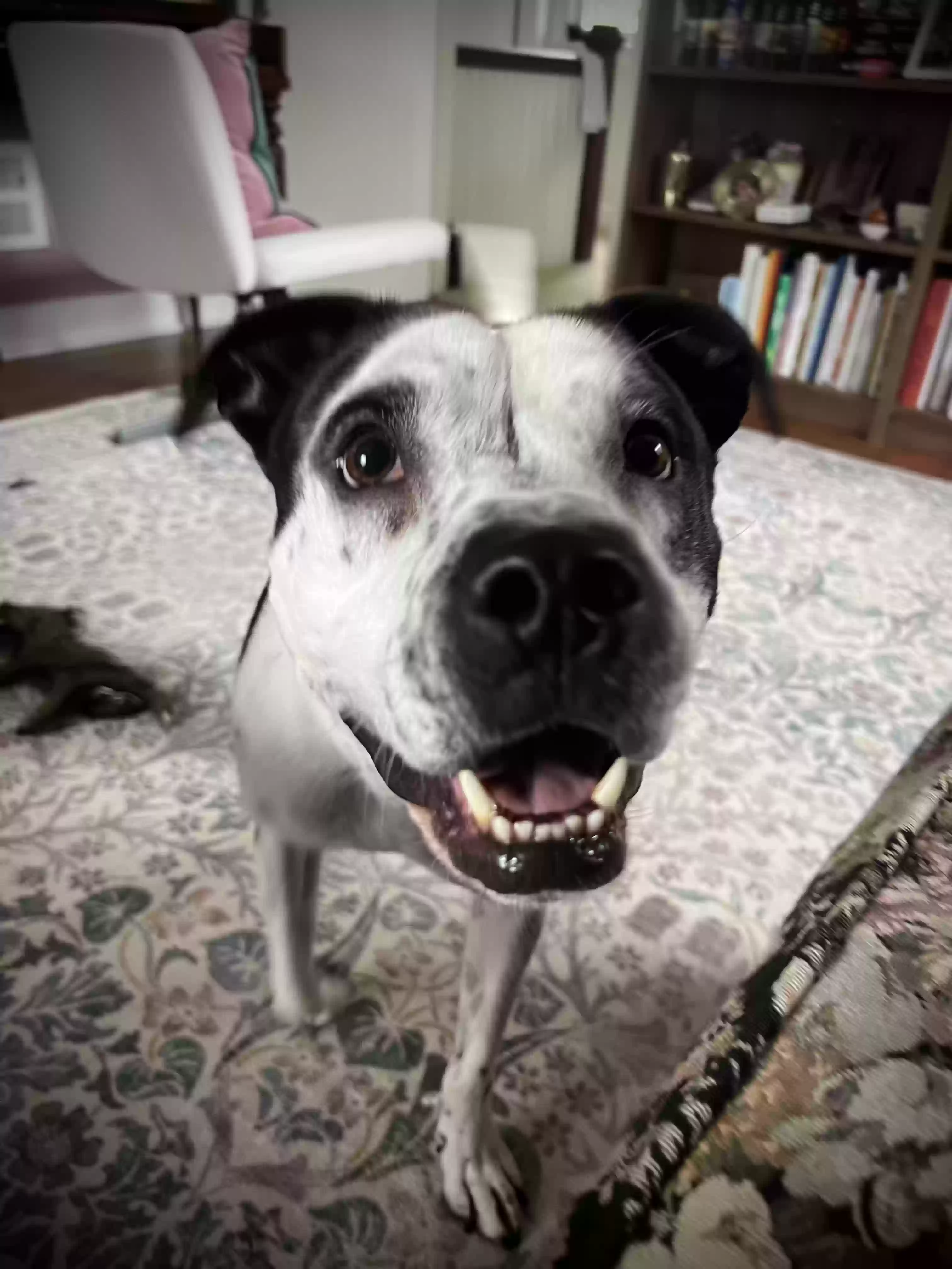 adoptable Dog in Royal Oak,MI named Fern