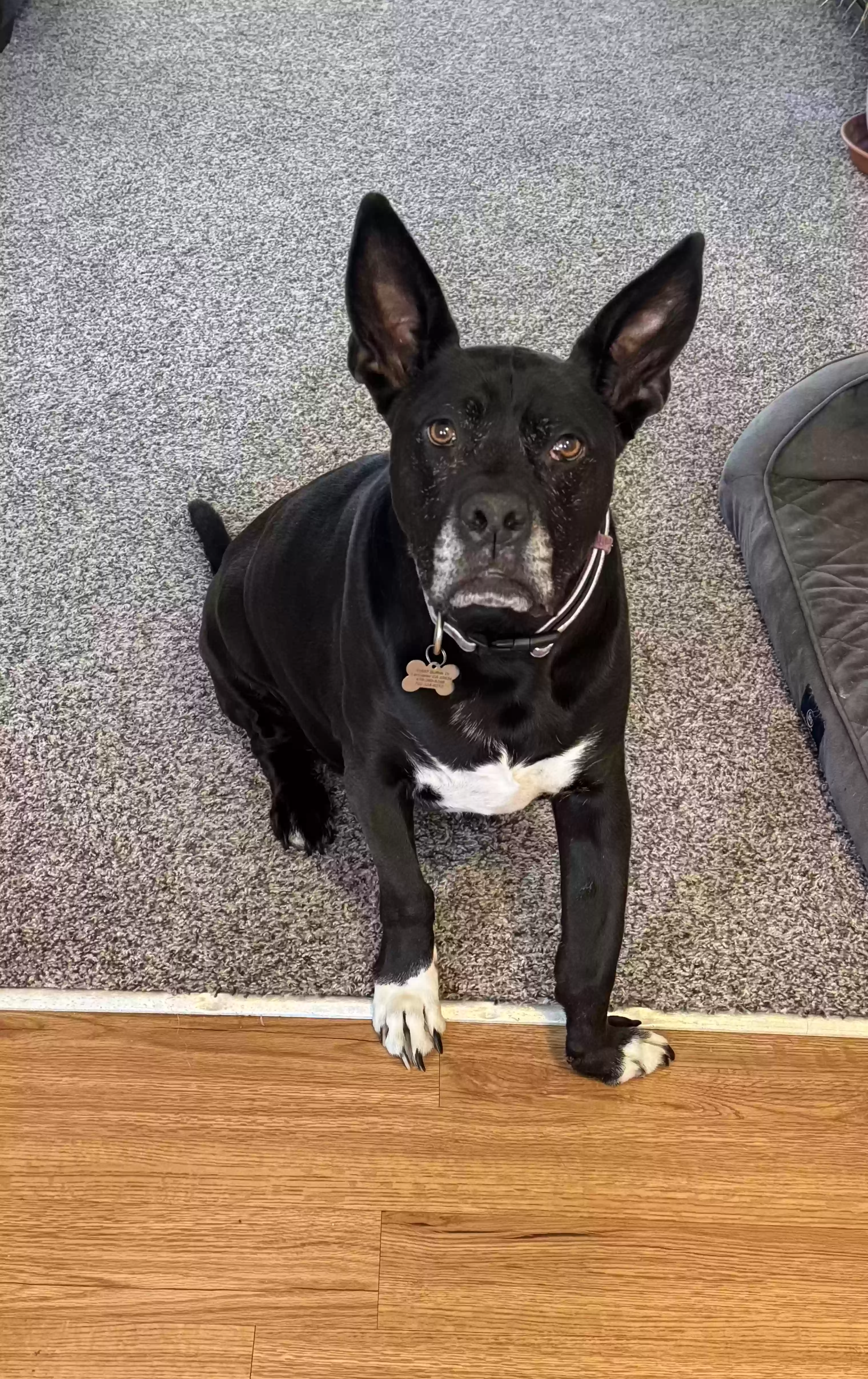 adoptable Dog in Edwards,CA named Ada