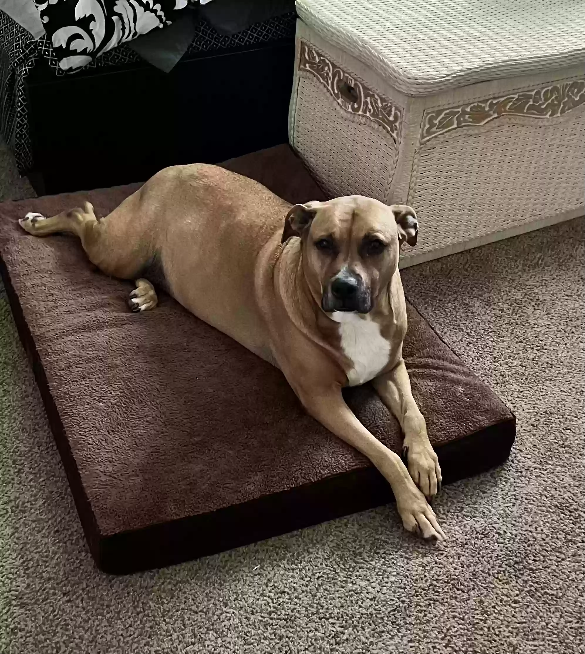 adoptable Dog in The Colony,TX named Harley