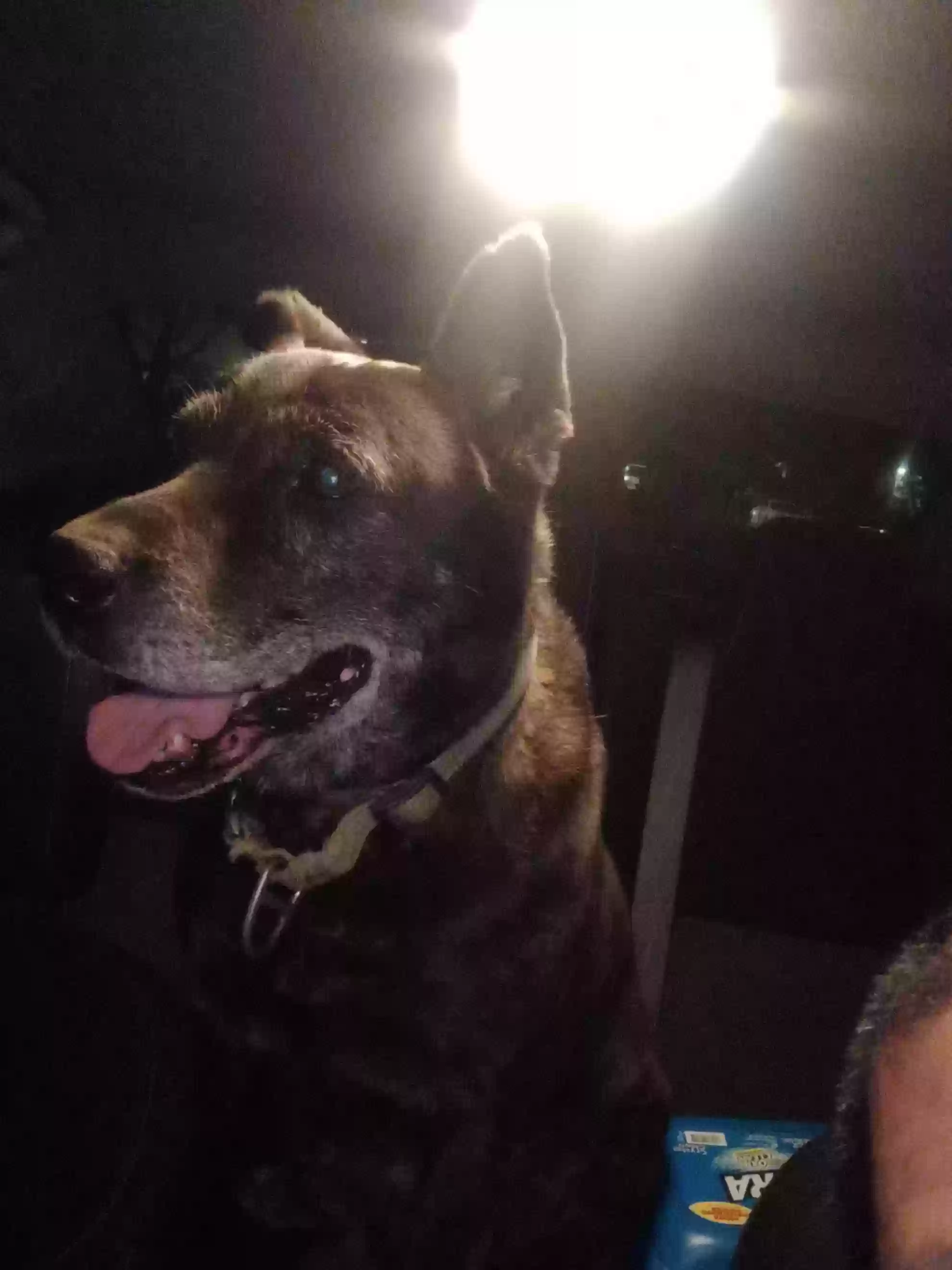 adoptable Dog in Moreno Valley,CA named Black