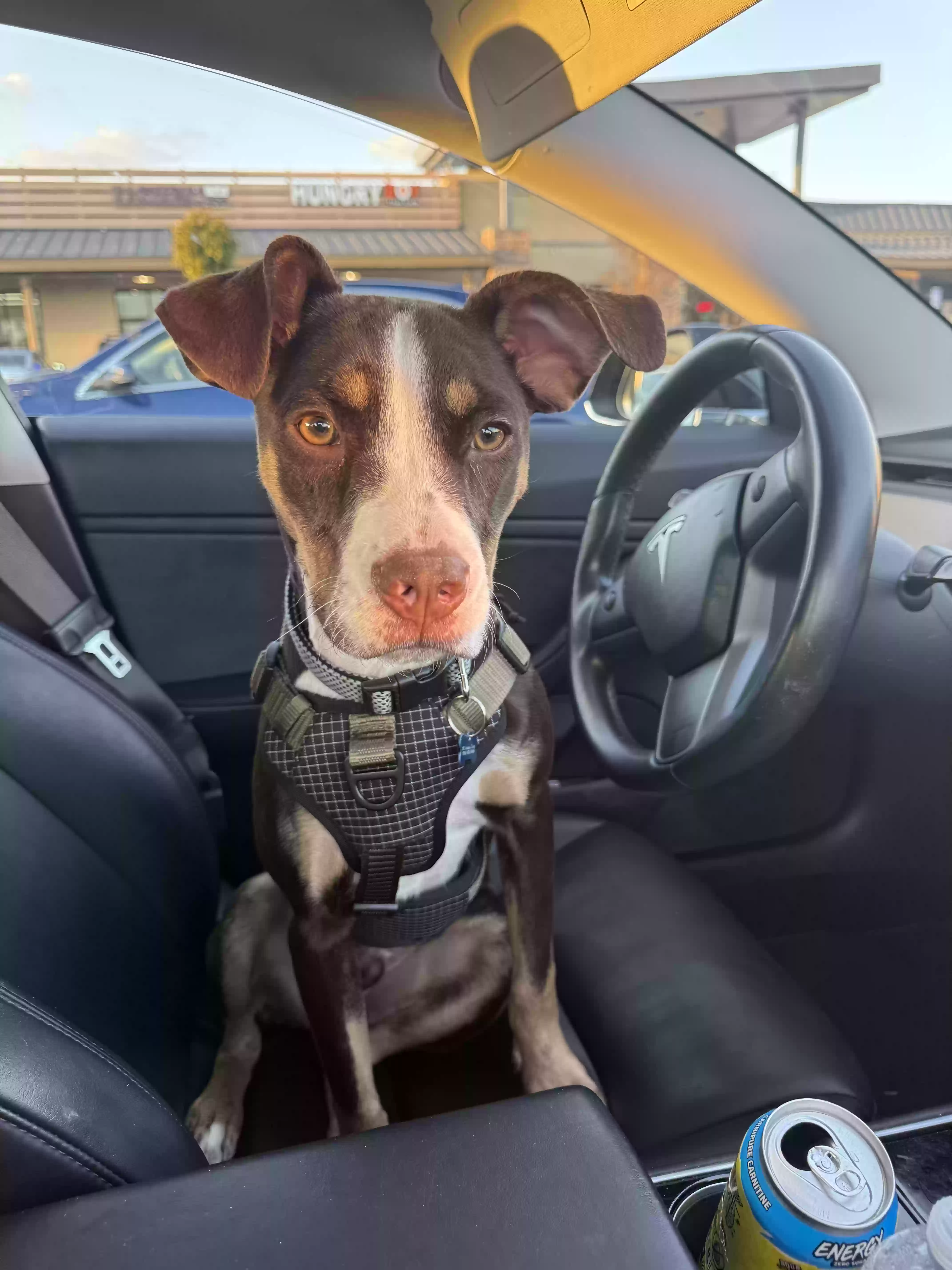 adoptable Dog in Fountain Valley,CA named Stitch