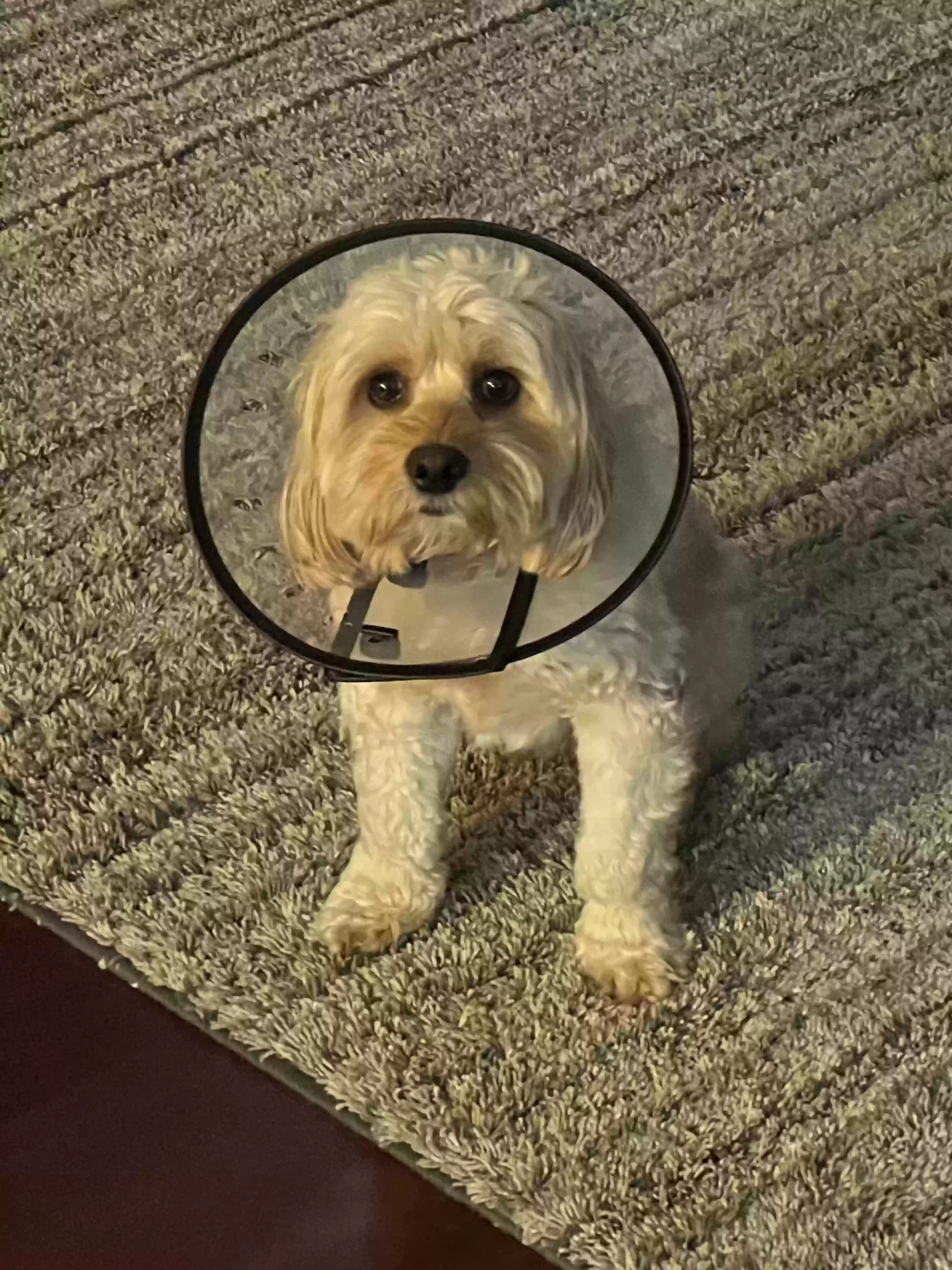 adoptable Dog in Plainfield,IL named Max