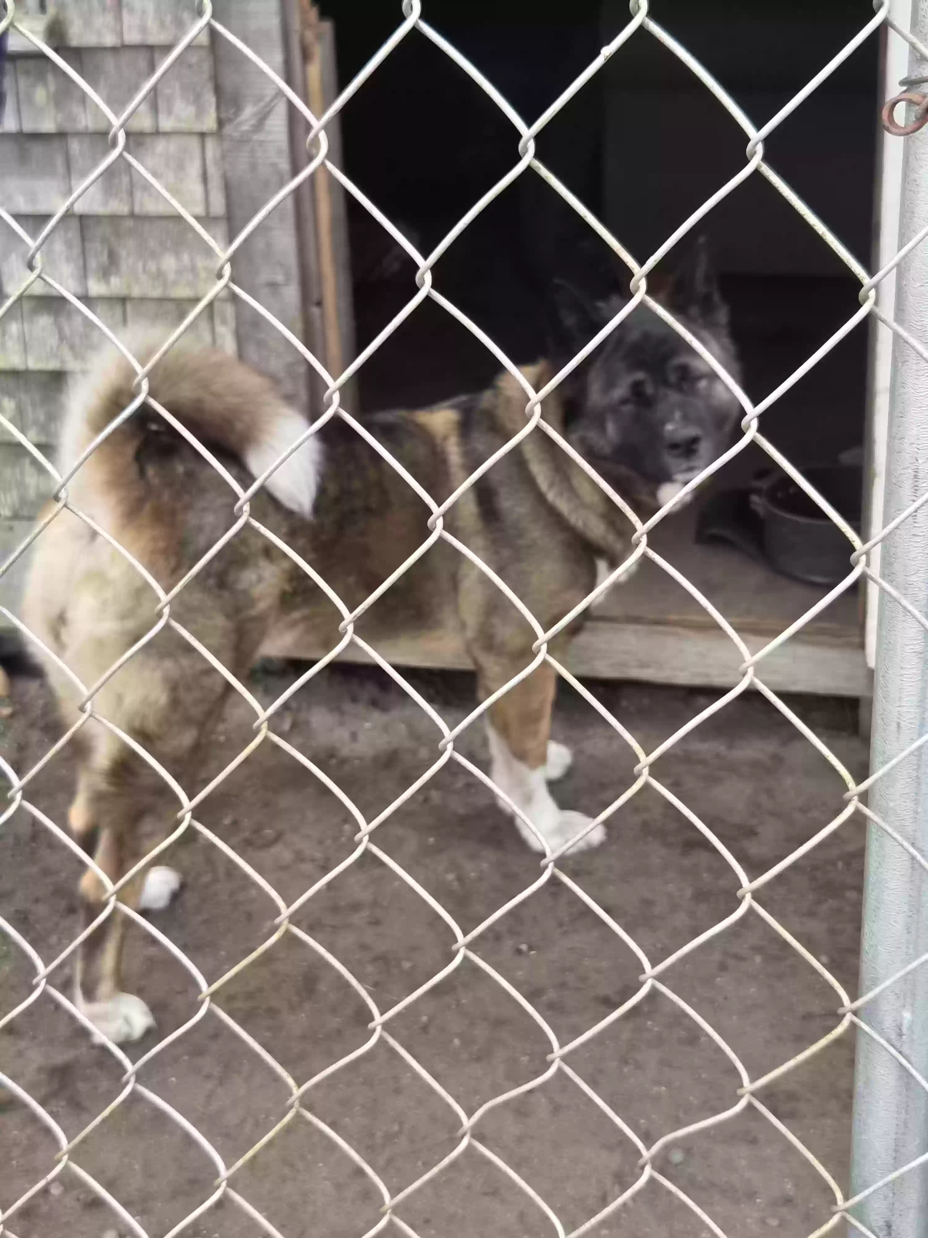 adoptable Dog in Exeter,RI named Dior