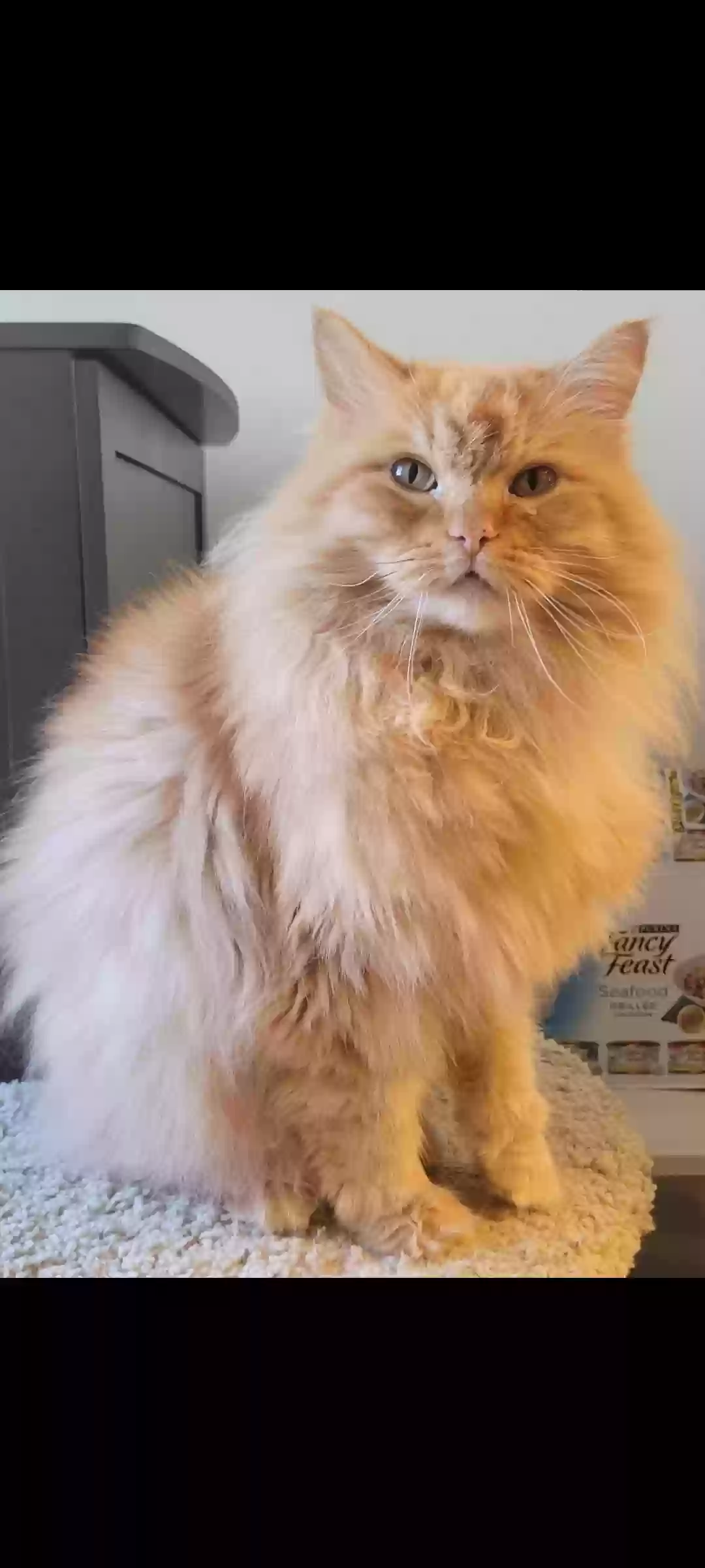 adoptable Cat in Locust Grove,GA named Cameo