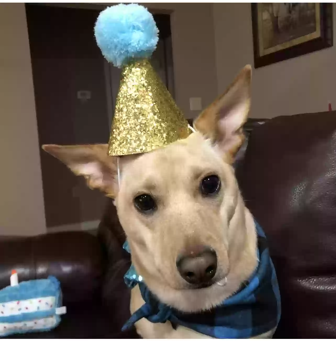 adoptable Dog in London,KY named Scrappy