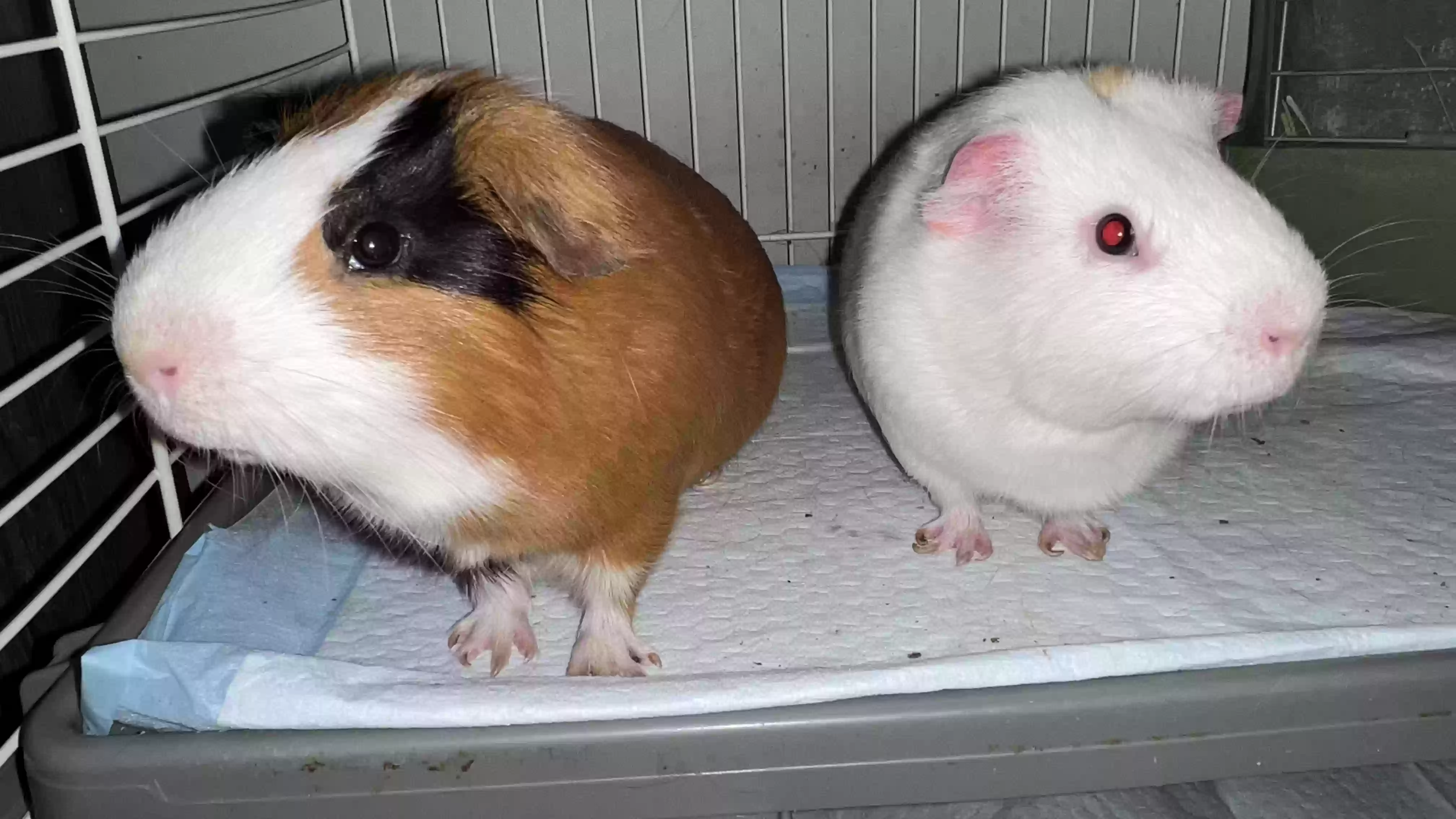 adoptable in Dacula,GA named Gilbert & Billy