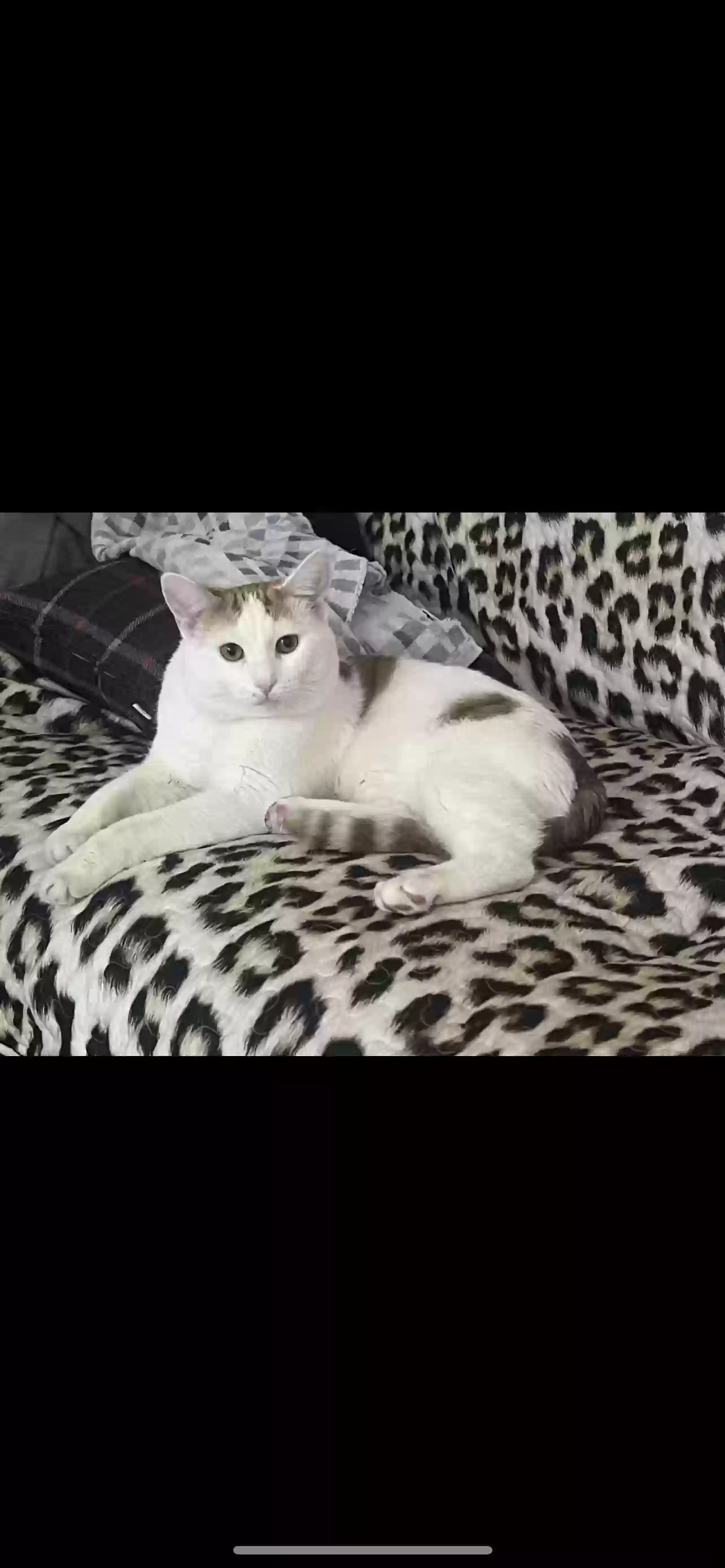 adoptable Cat in Joliet,IL named Gio