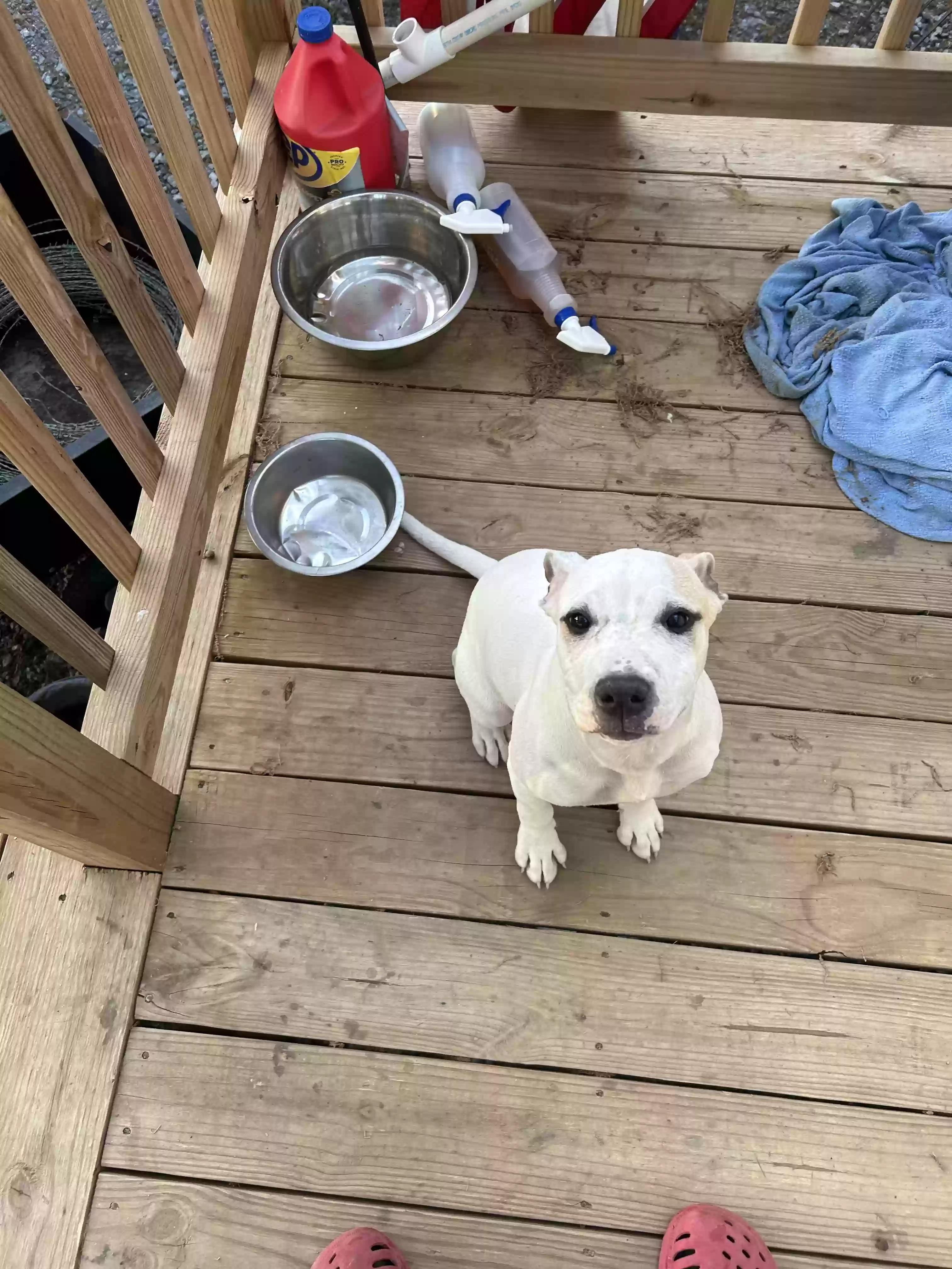 adoptable Dog in Hot Springs Village,AR named Duke/bella male and female