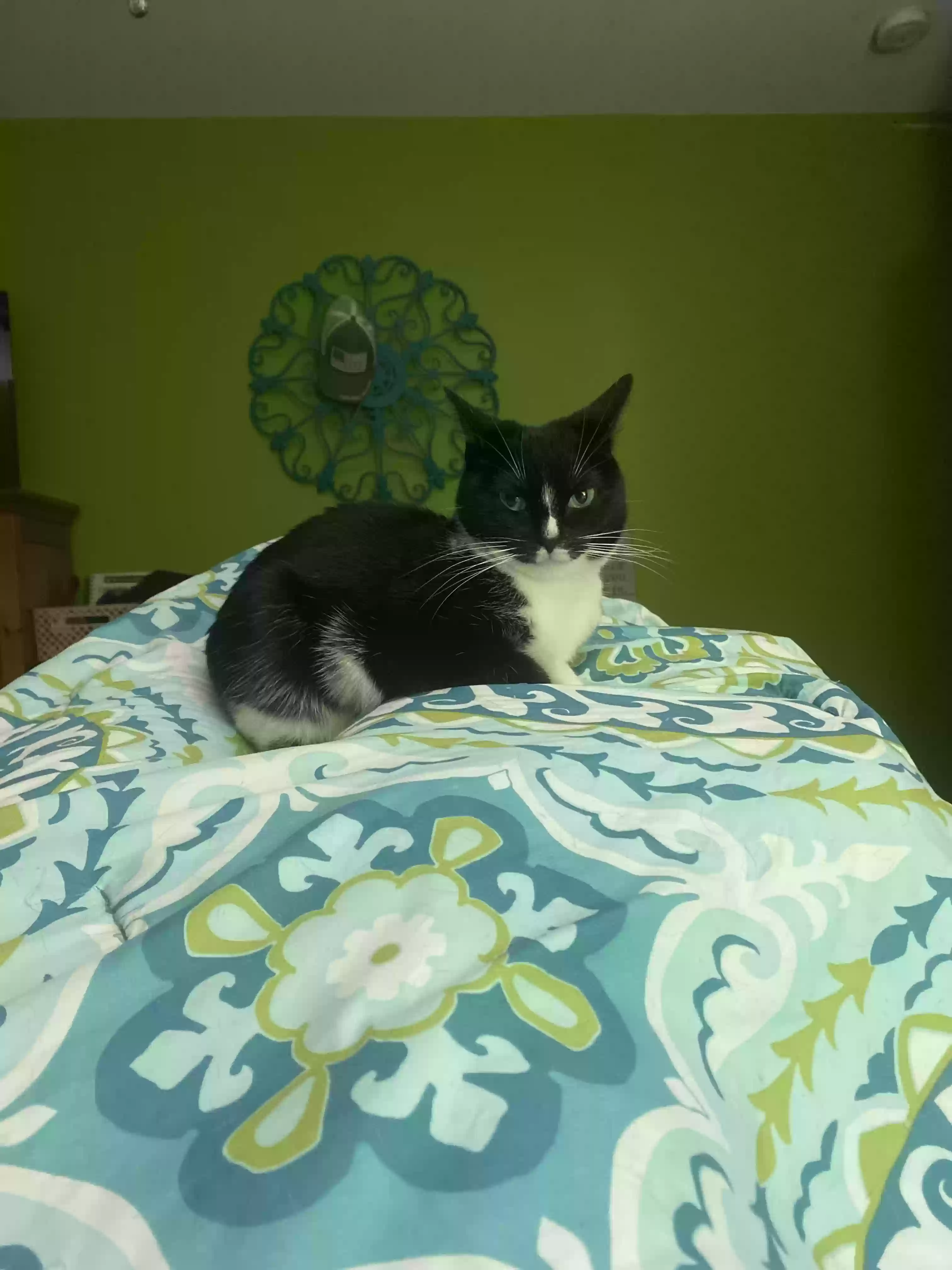 adoptable Cat in Warren,IN named Lucky Lou