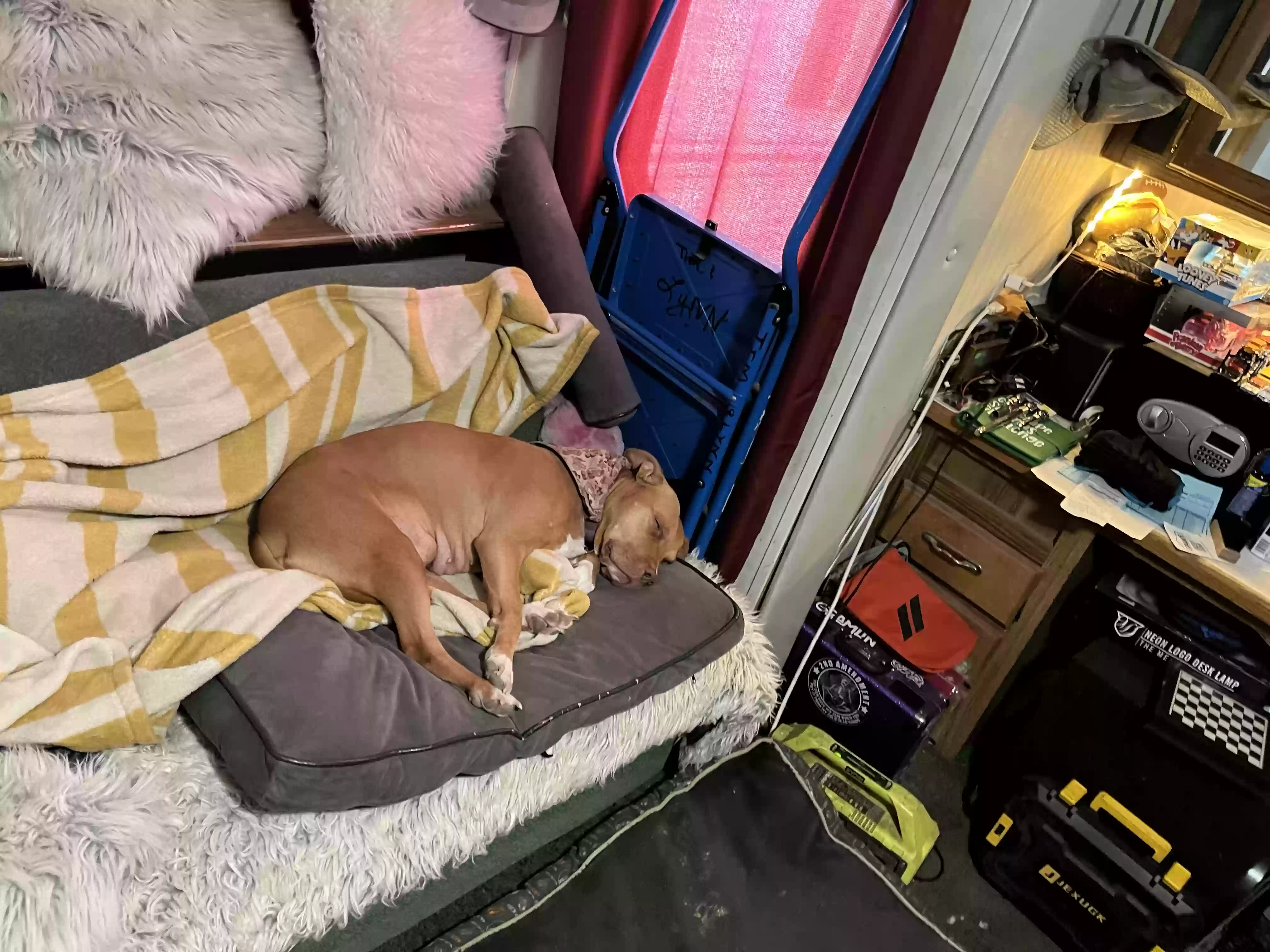 adoptable Dog in Scottsdale,AZ named Red