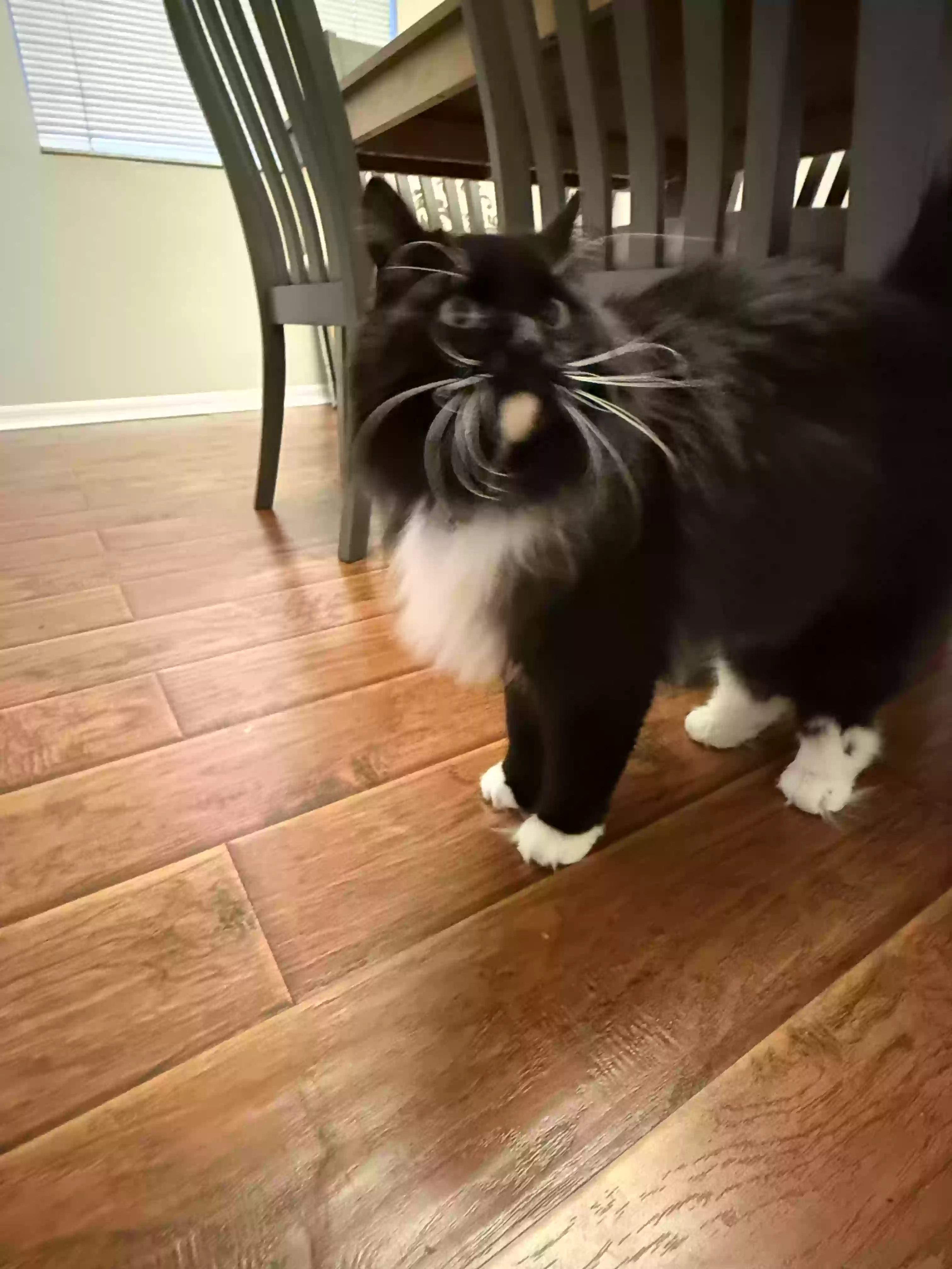 adoptable Cat in Gainesville,FL named Toulouse
