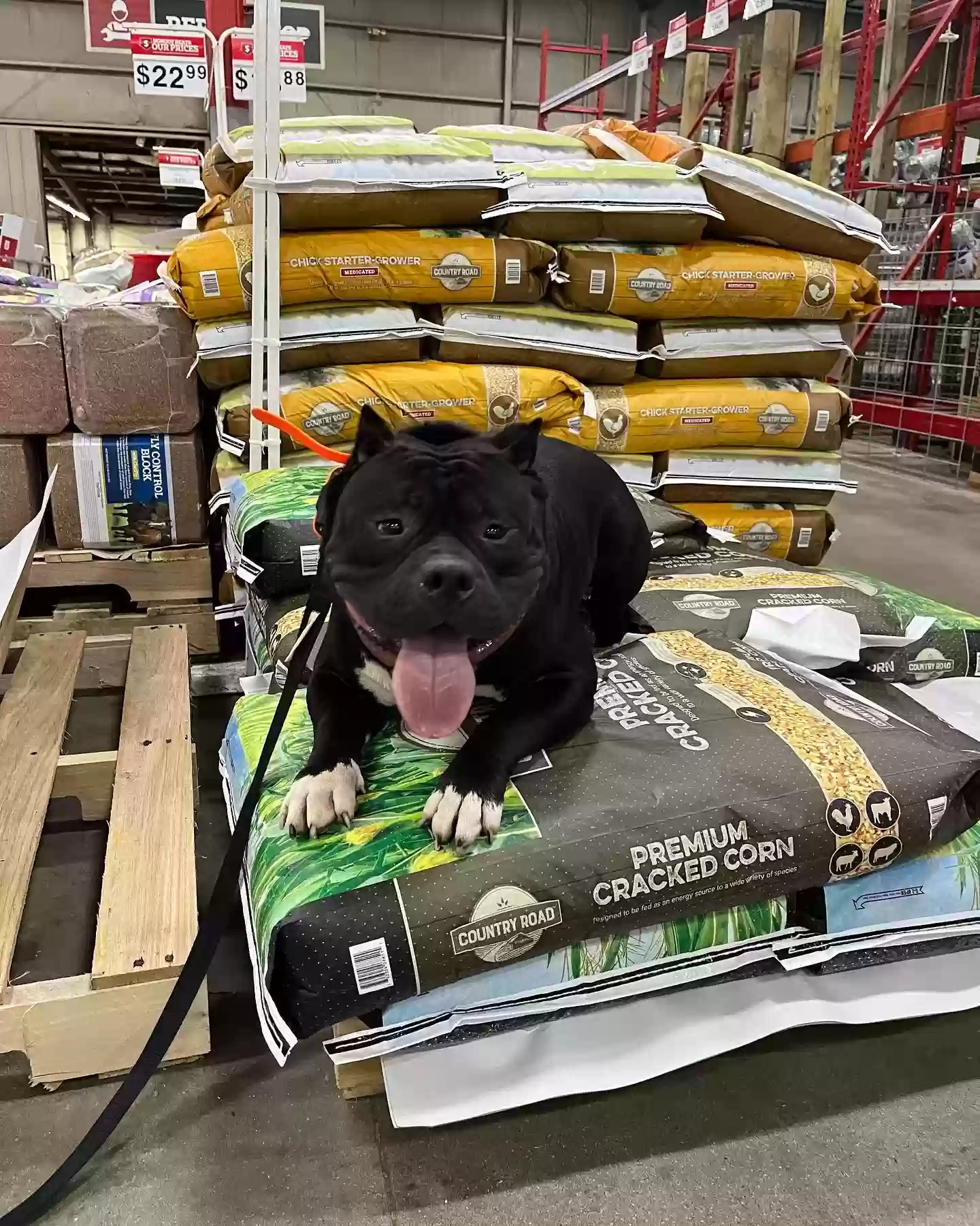 adoptable Dog in Charleston,WV named Baggins