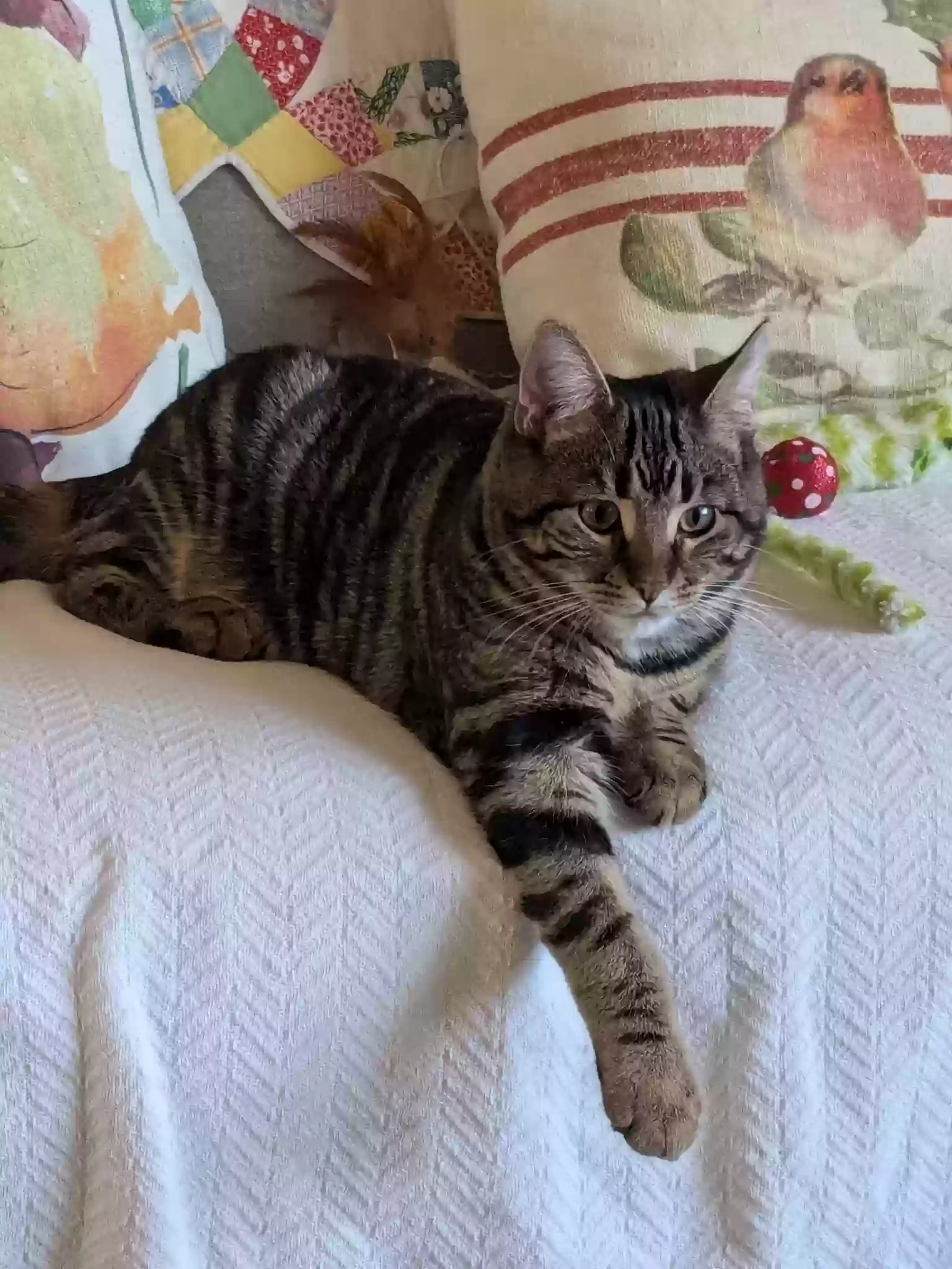 adoptable Cat in Cedarburg,WI named Juniper