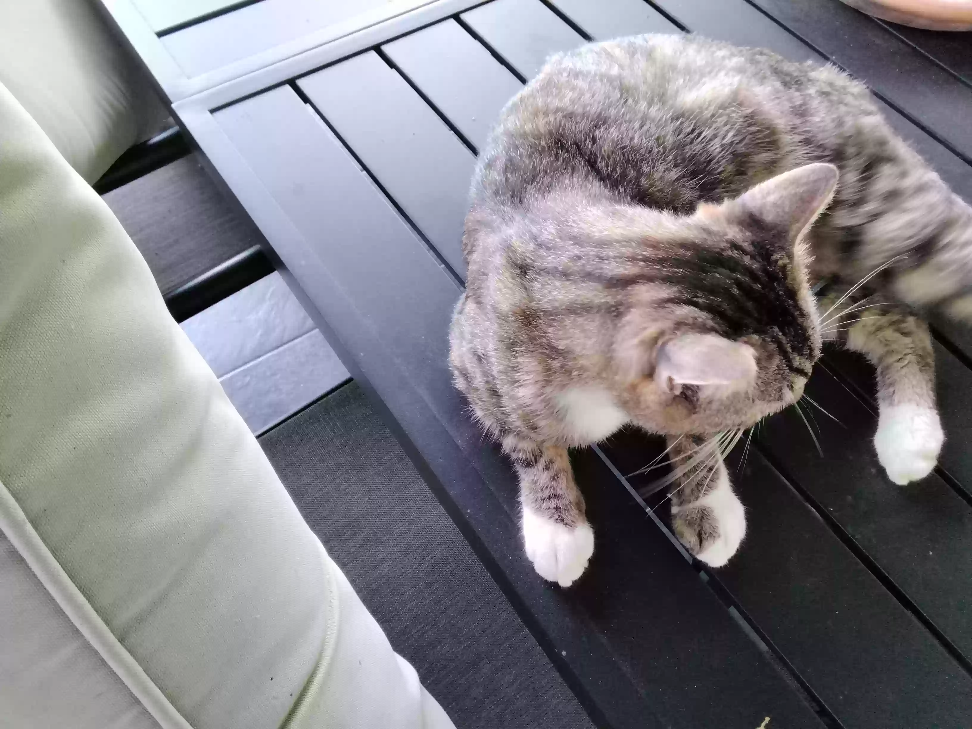 adoptable Cat in Dickinson,TX named Cat
