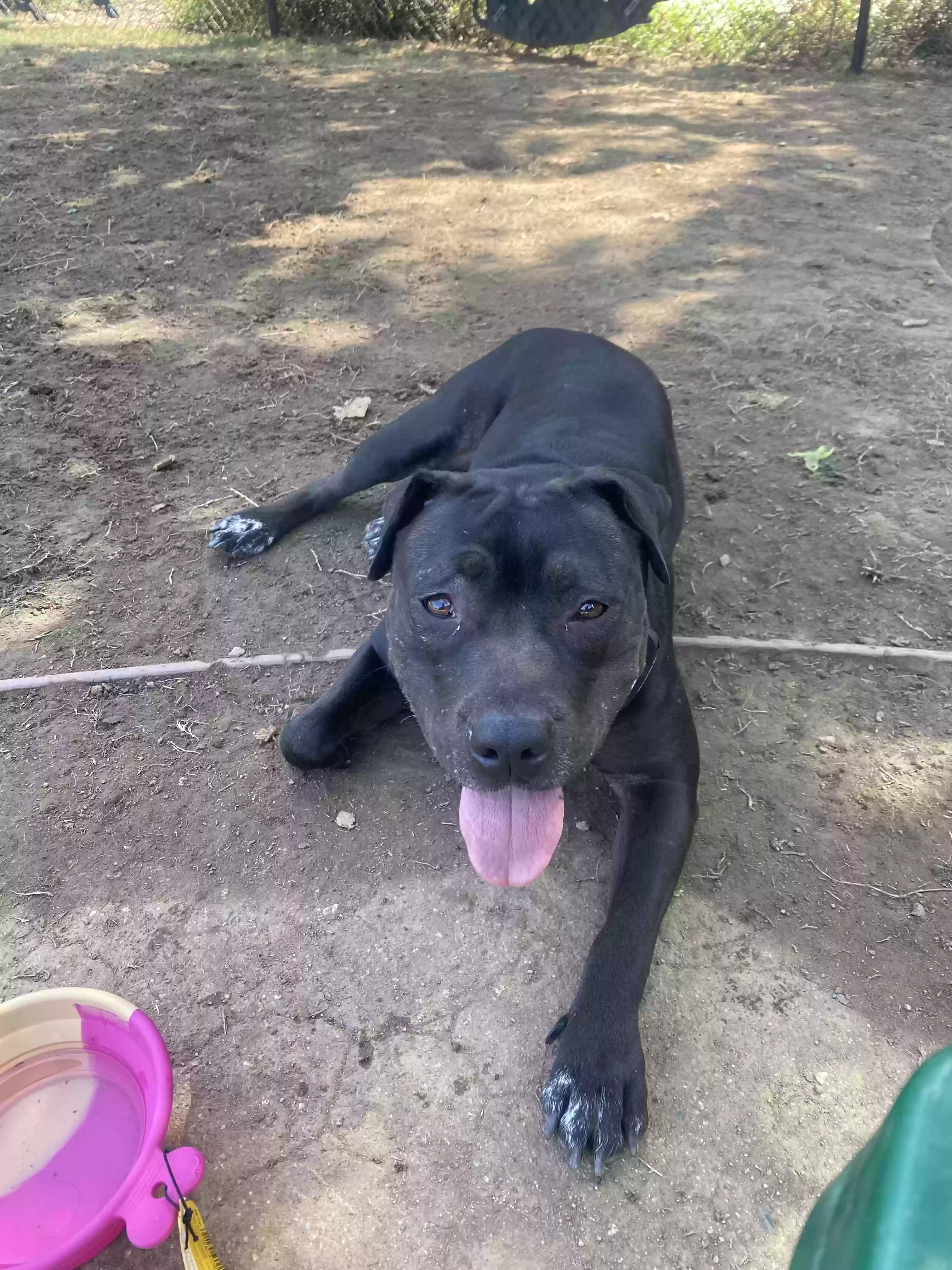 adoptable Dog in Kansas City,KS named Kali