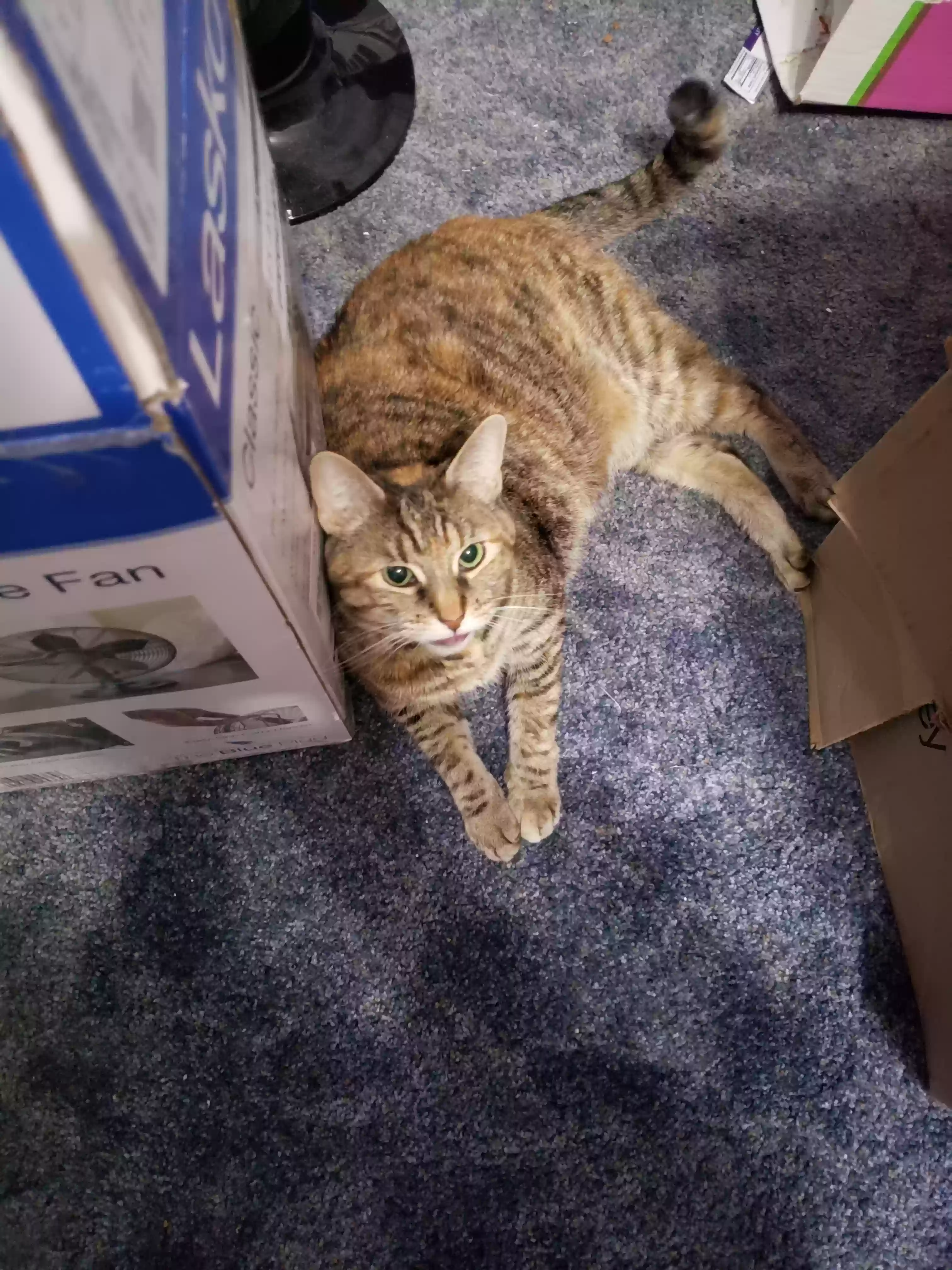 adoptable Cat in Flushing,NY named Pepper