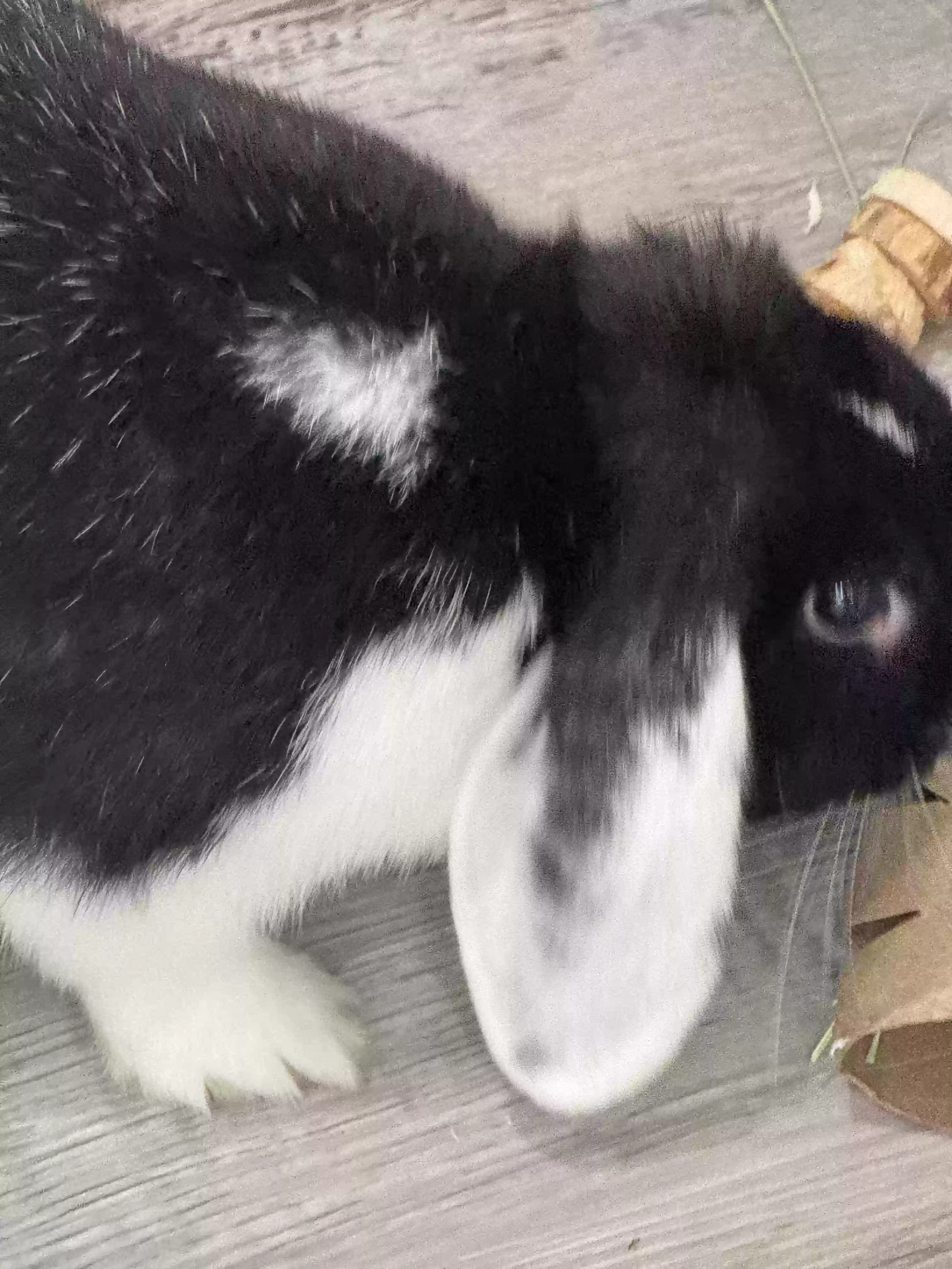 adoptable in Kennesaw,GA named Blueberry