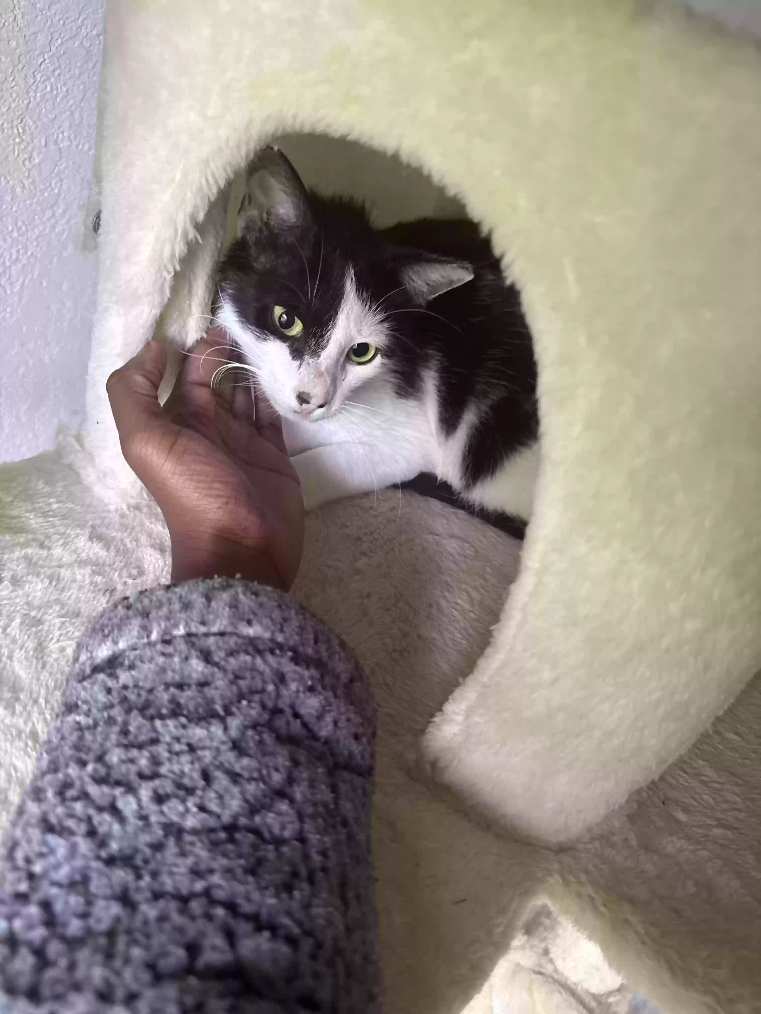 adoptable Cat in Fort Lauderdale,FL named Molly