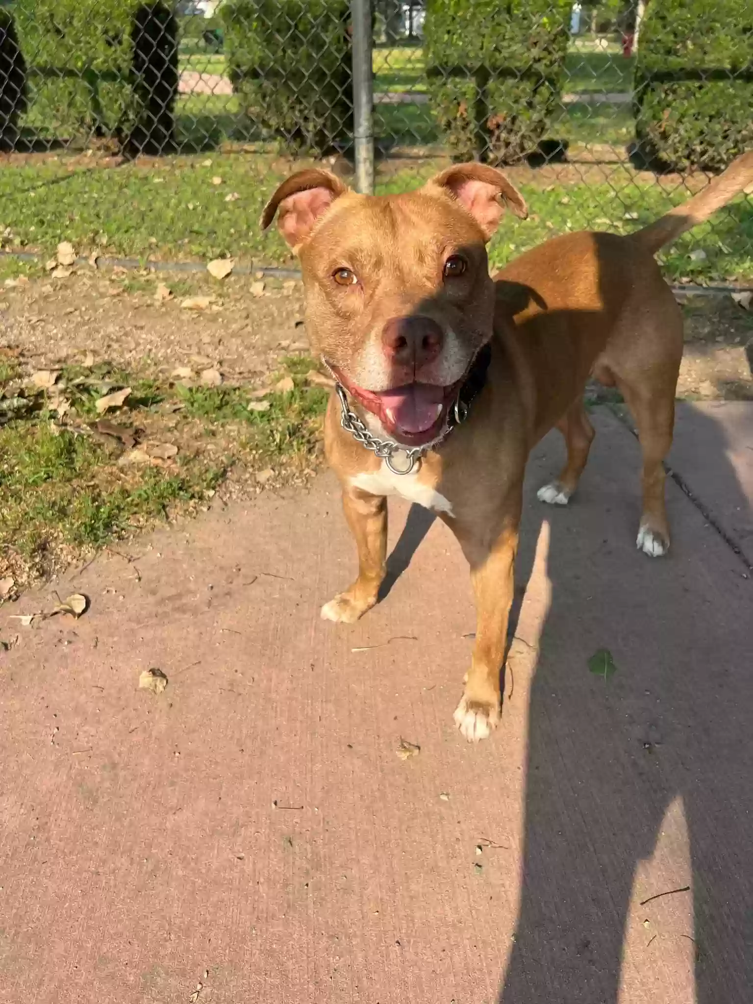 adoptable Dog in Flat Rock,MI named Bulgari