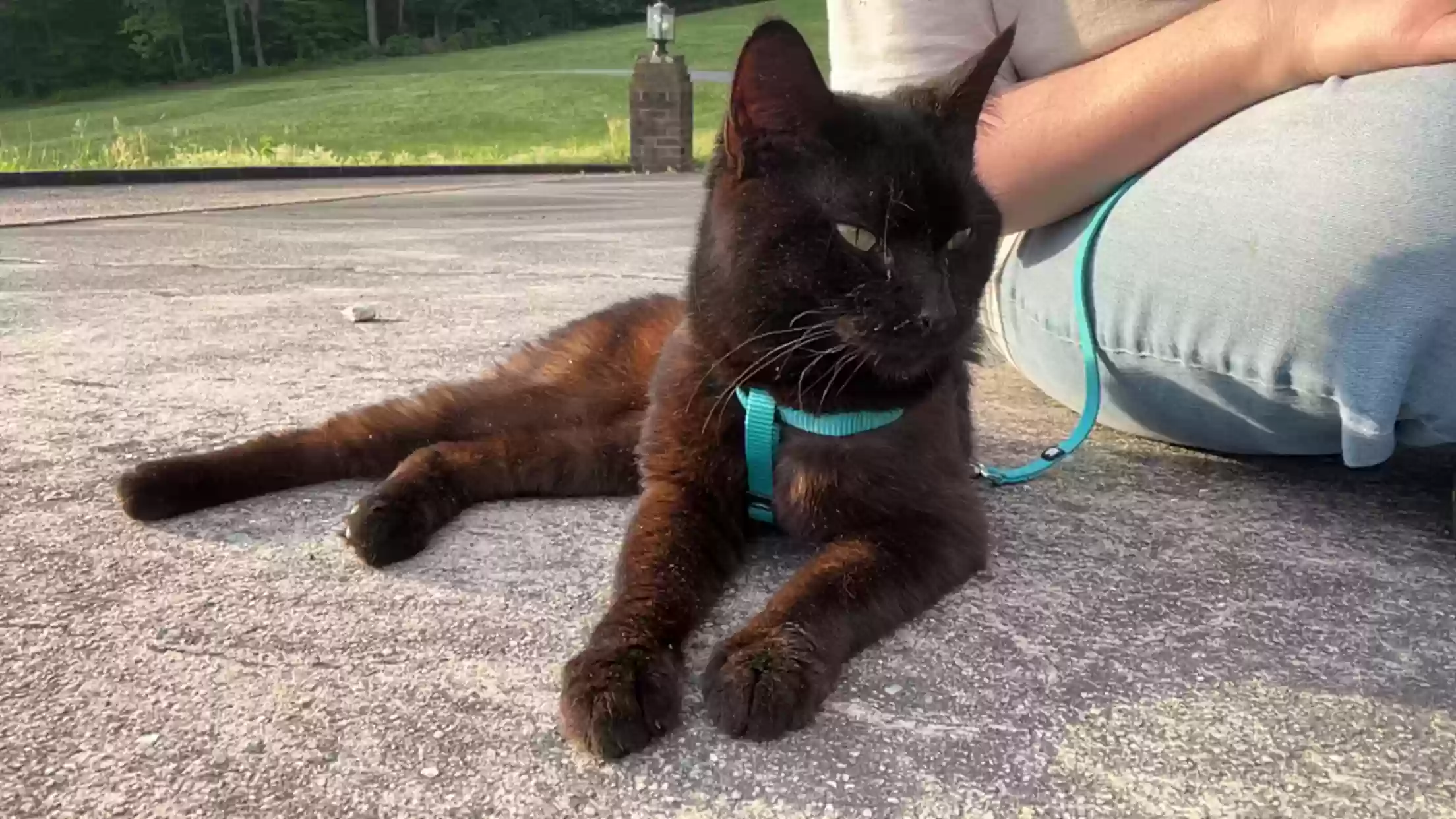 adoptable Cat in Winston Salem,NC named Trinket