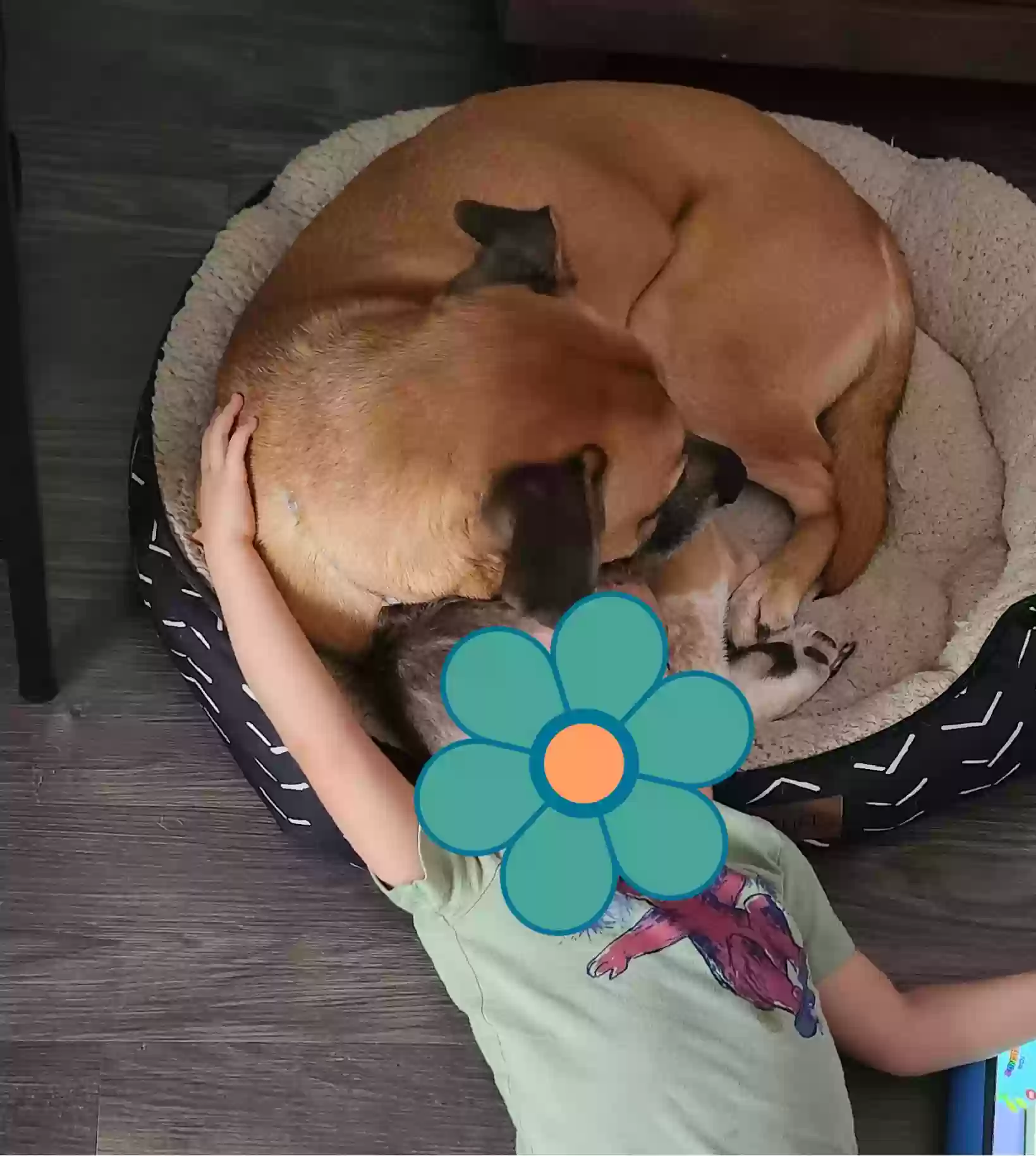 adoptable Dog in Fort Worth,TX named Bruno