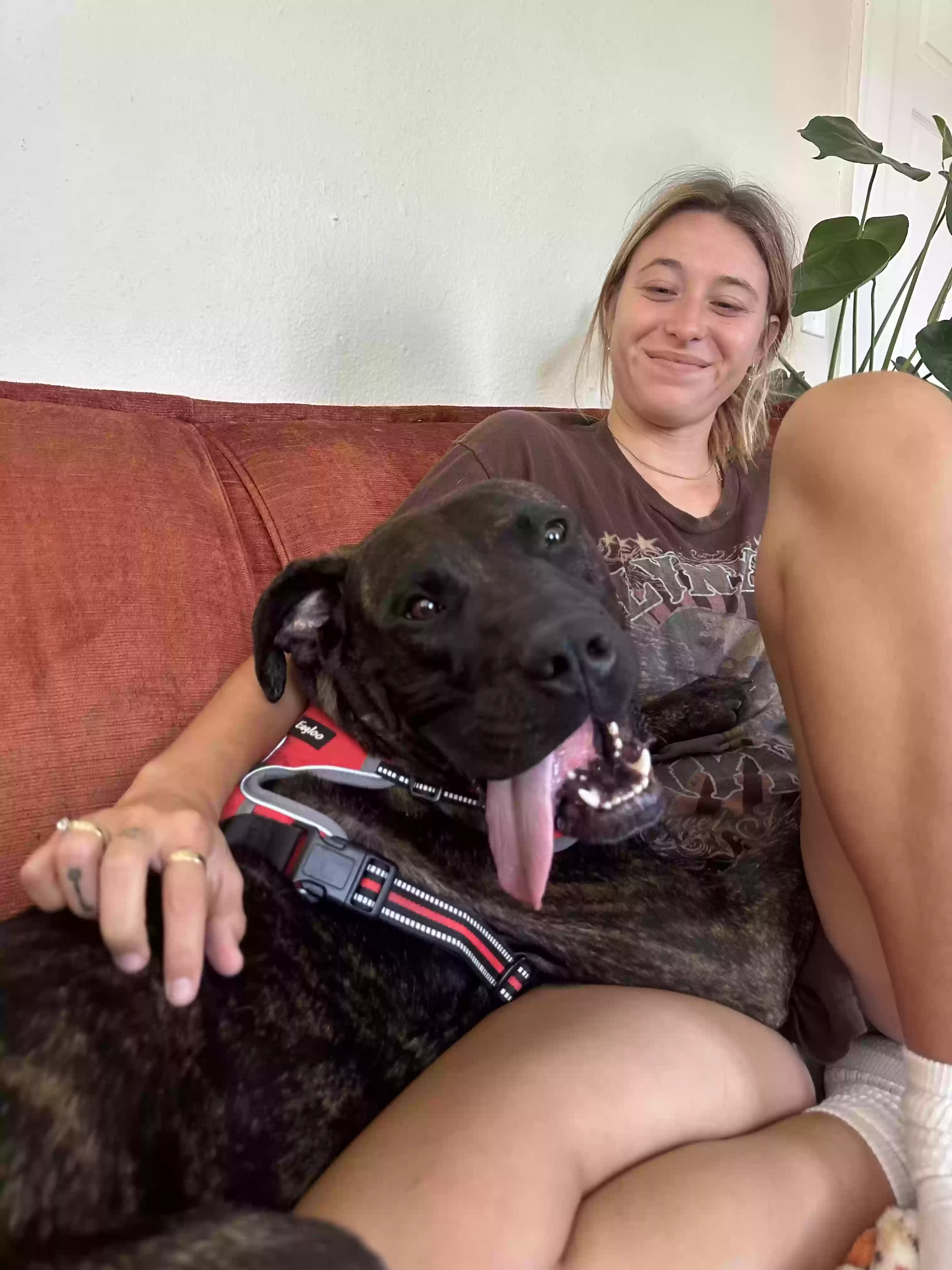 adoptable Dog in Tampa,FL named Brady