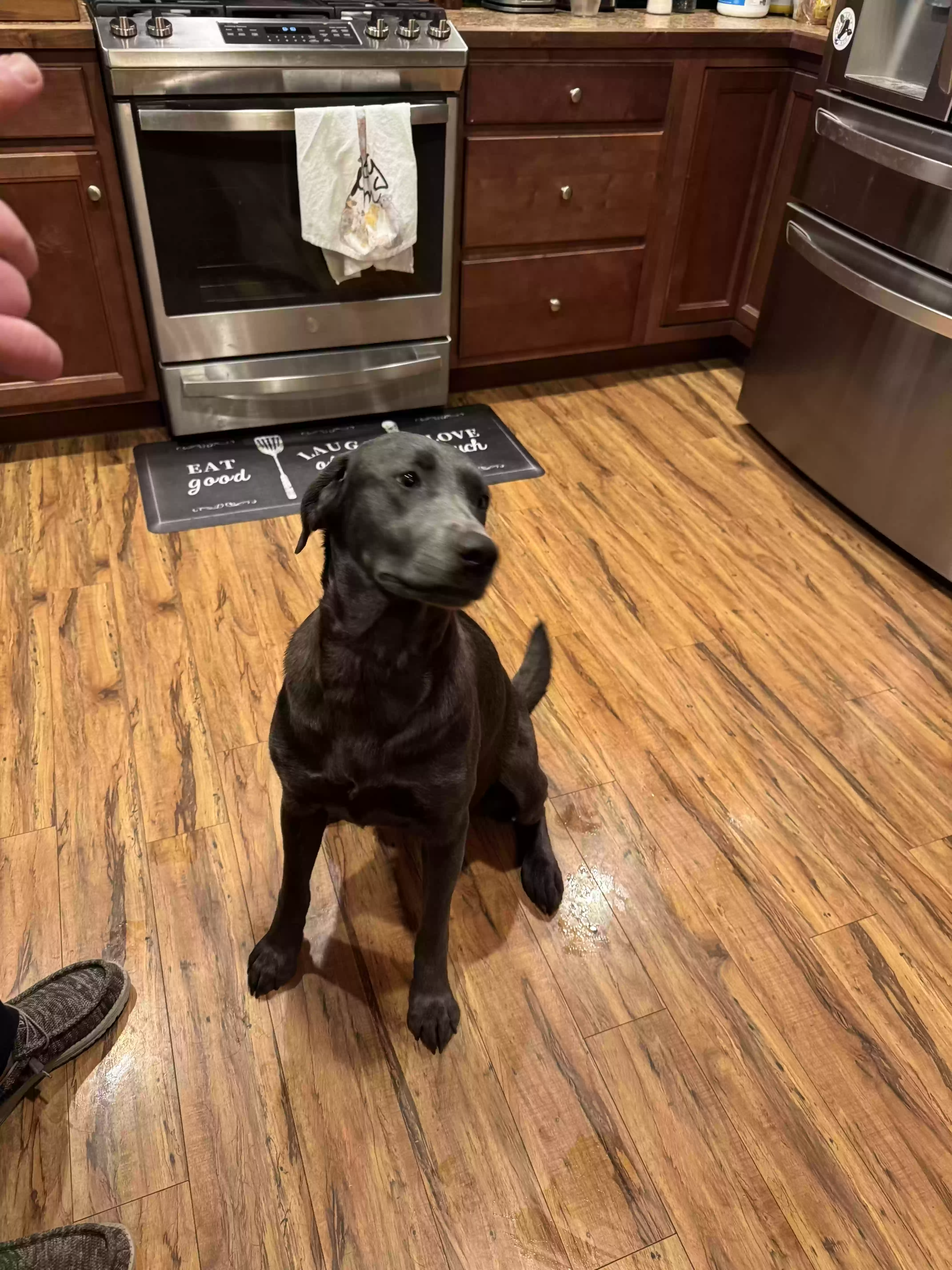 adoptable Dog in Belgrade,MT named Charlee