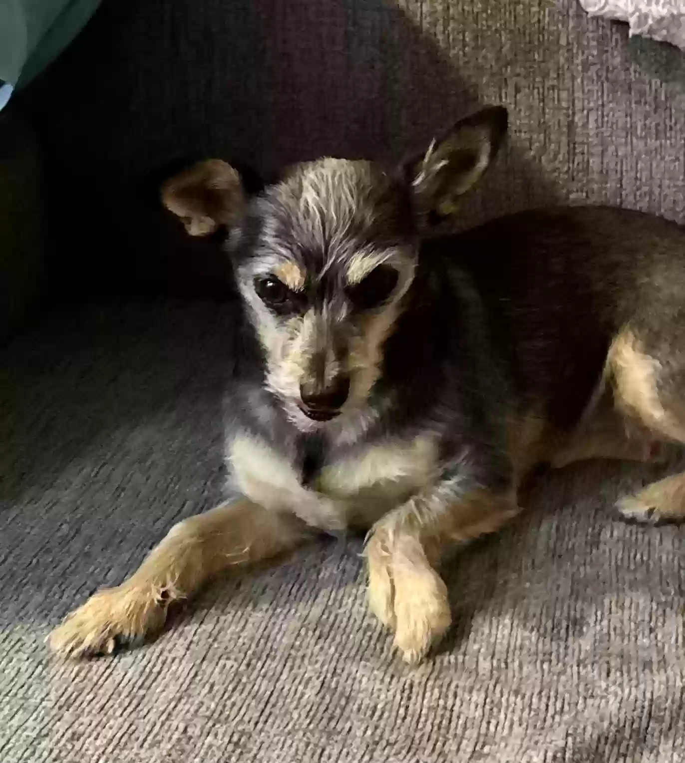adoptable Dog in Baytown,TX named Lucky