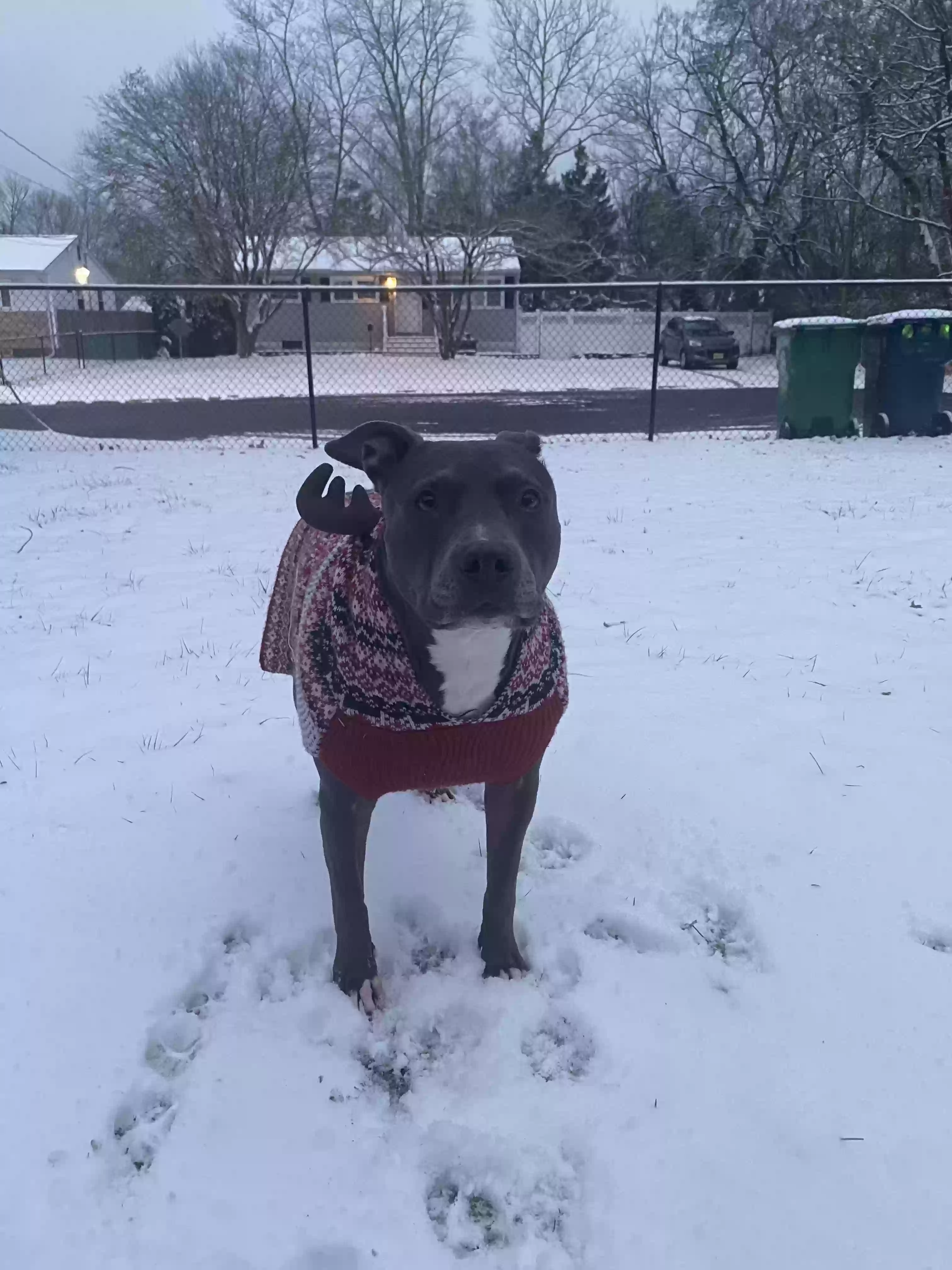 adoptable Dog in Toms River,NJ named Smoke