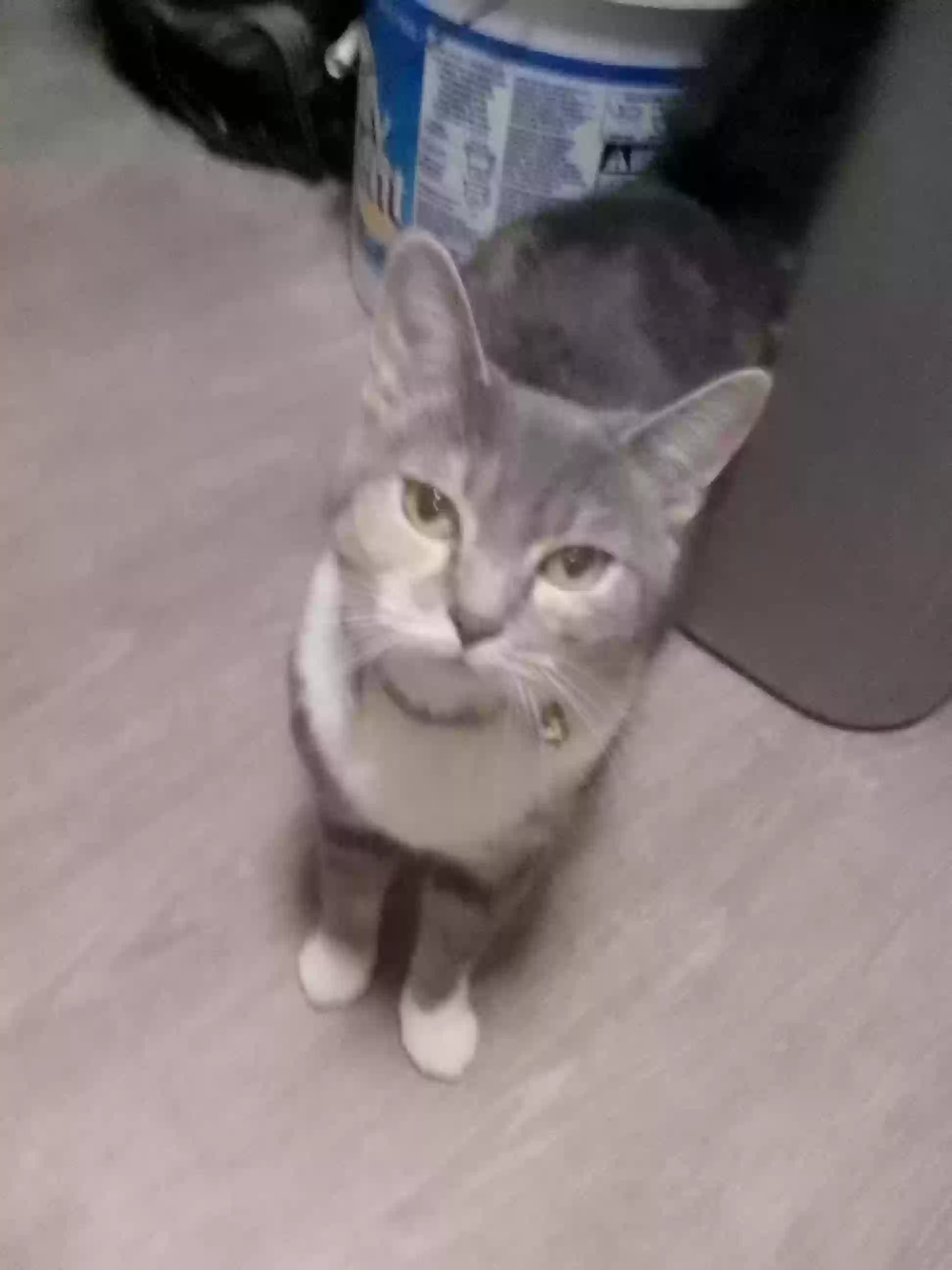 adoptable Cat in Brooklyn,NY named Olive