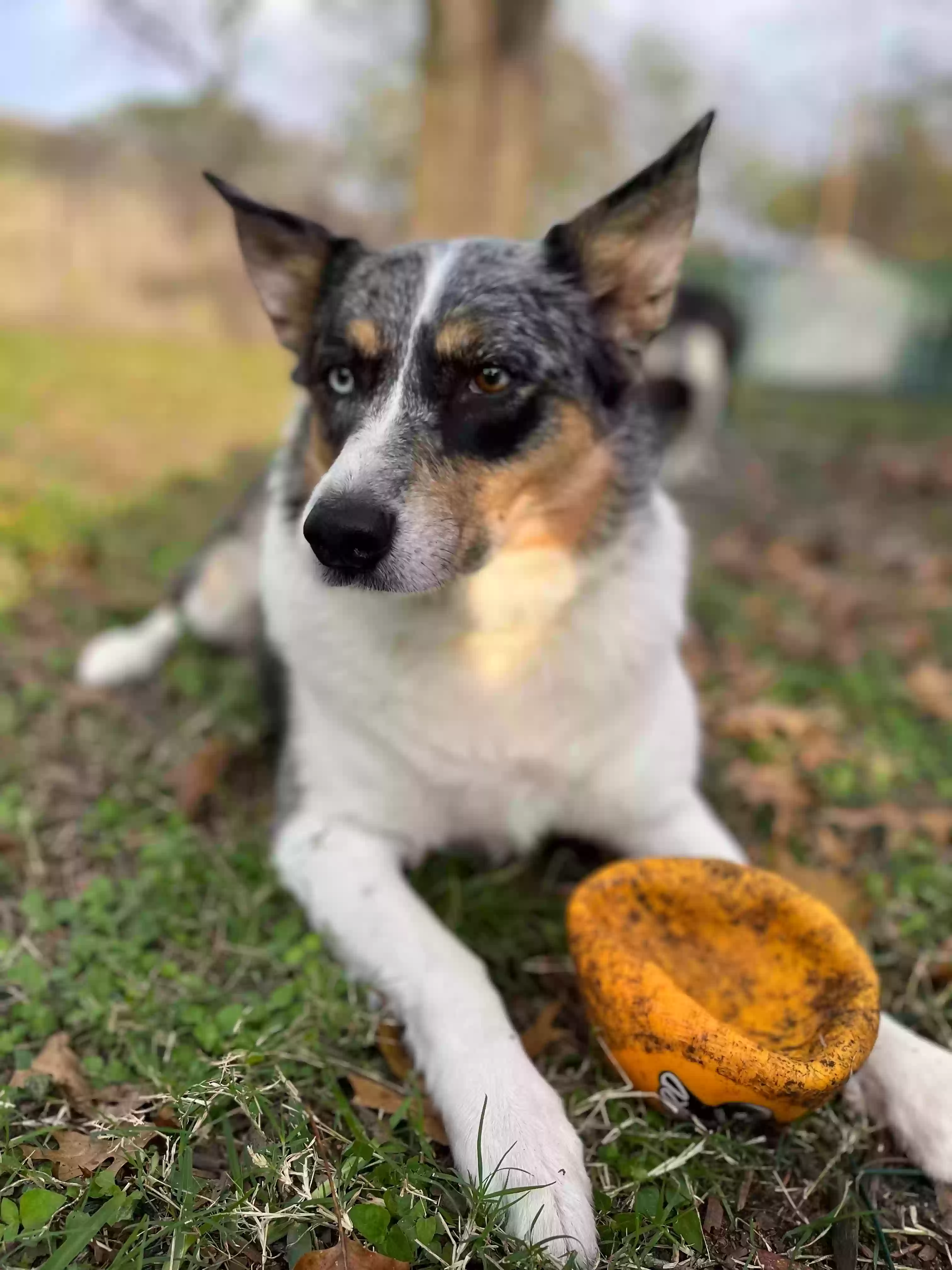 adoptable Dog in Houston,TX named Winston