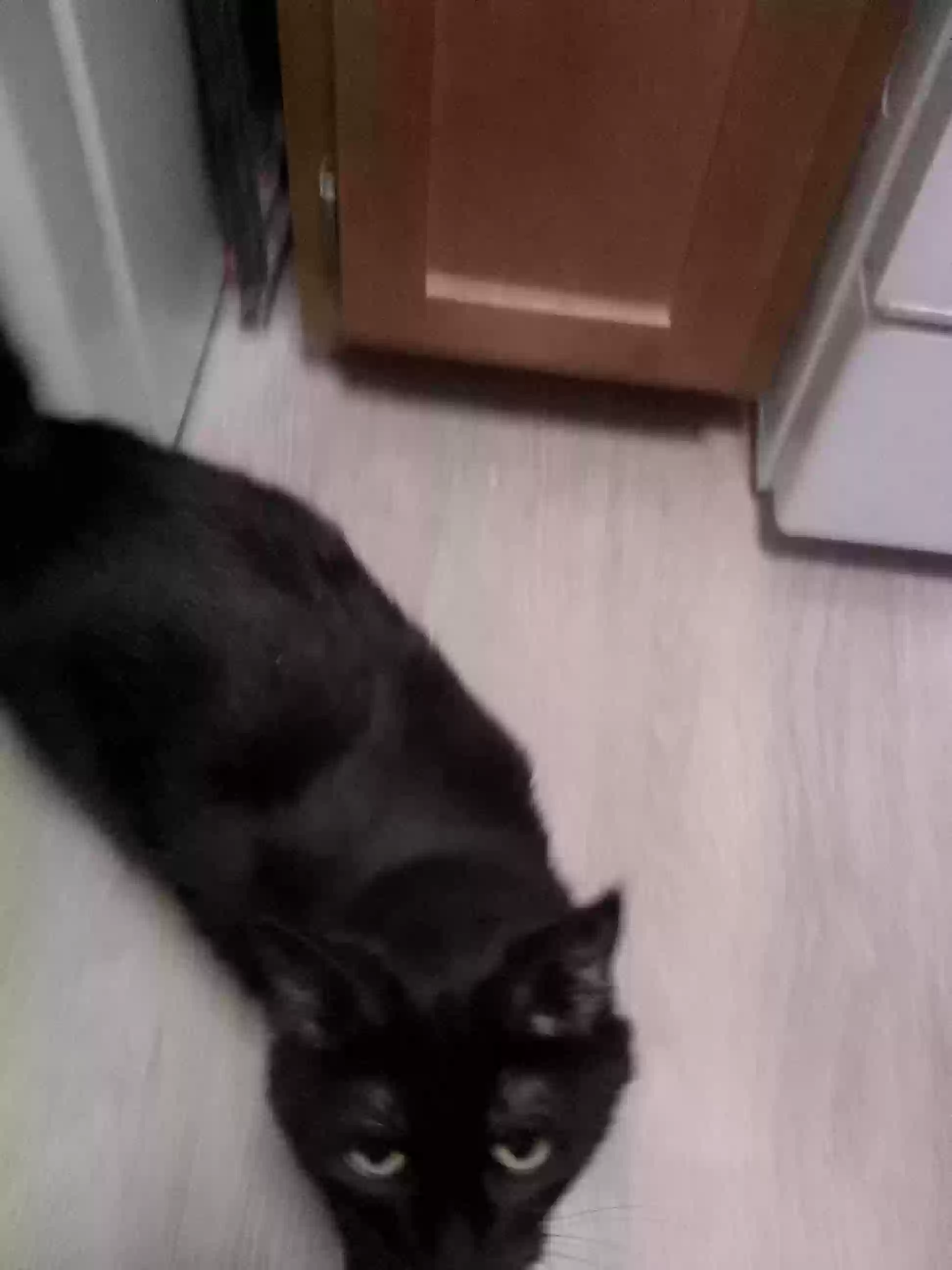 adoptable Cat in Brooklyn,NY named Grei