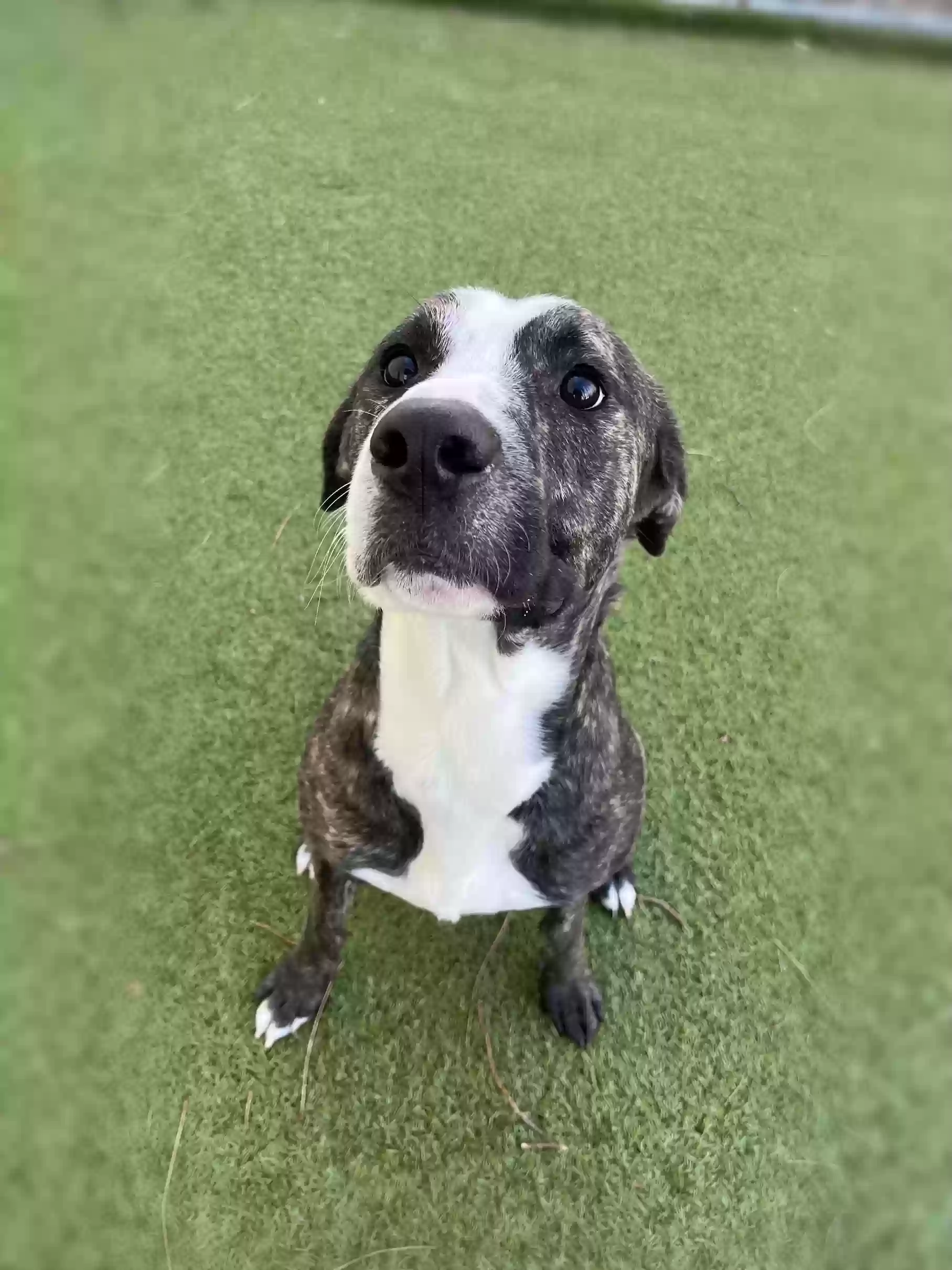 adoptable Dog in Indianapolis,IN named dyckiki