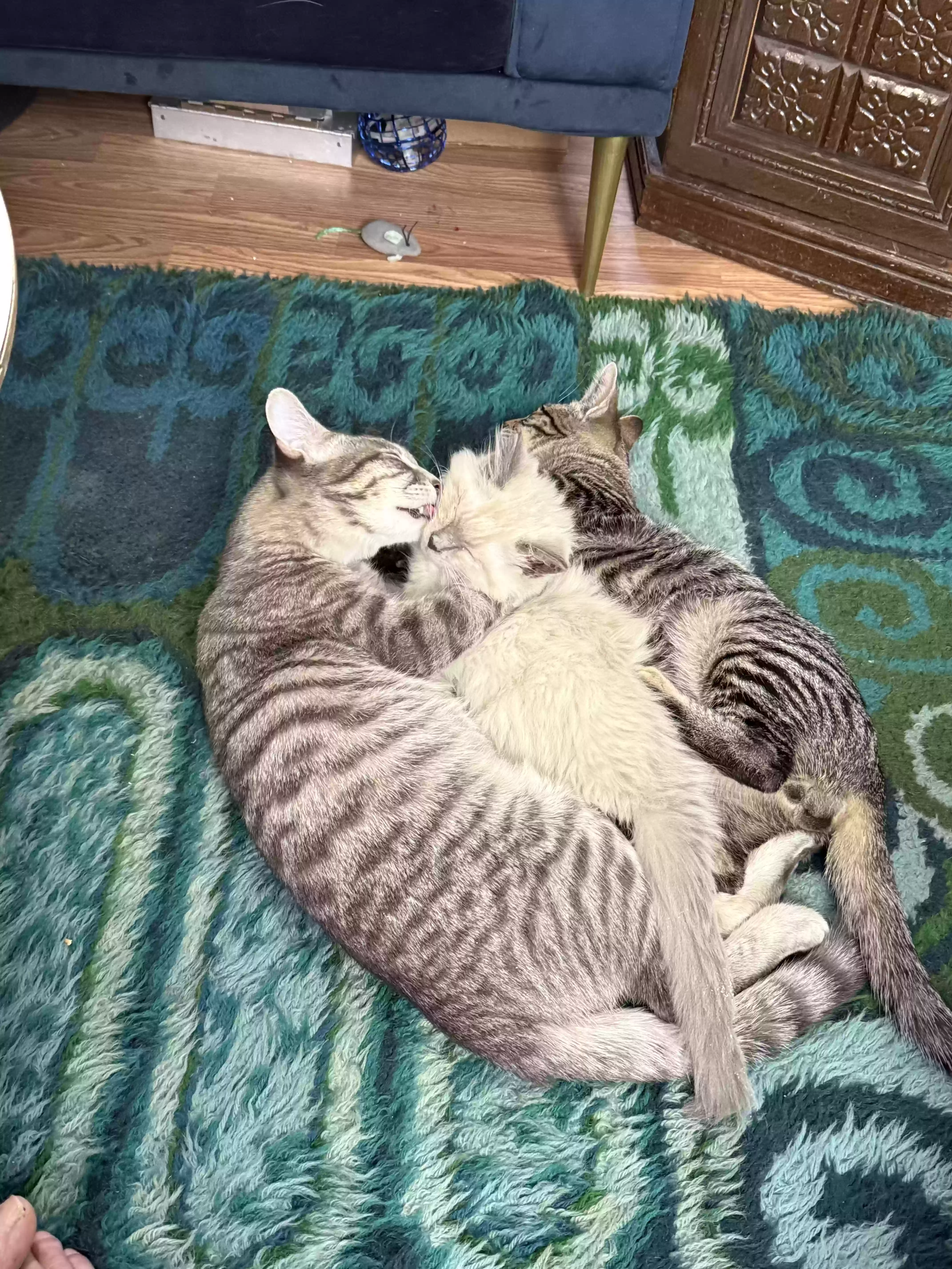 adoptable Cat in Las Vegas,NV named Fred