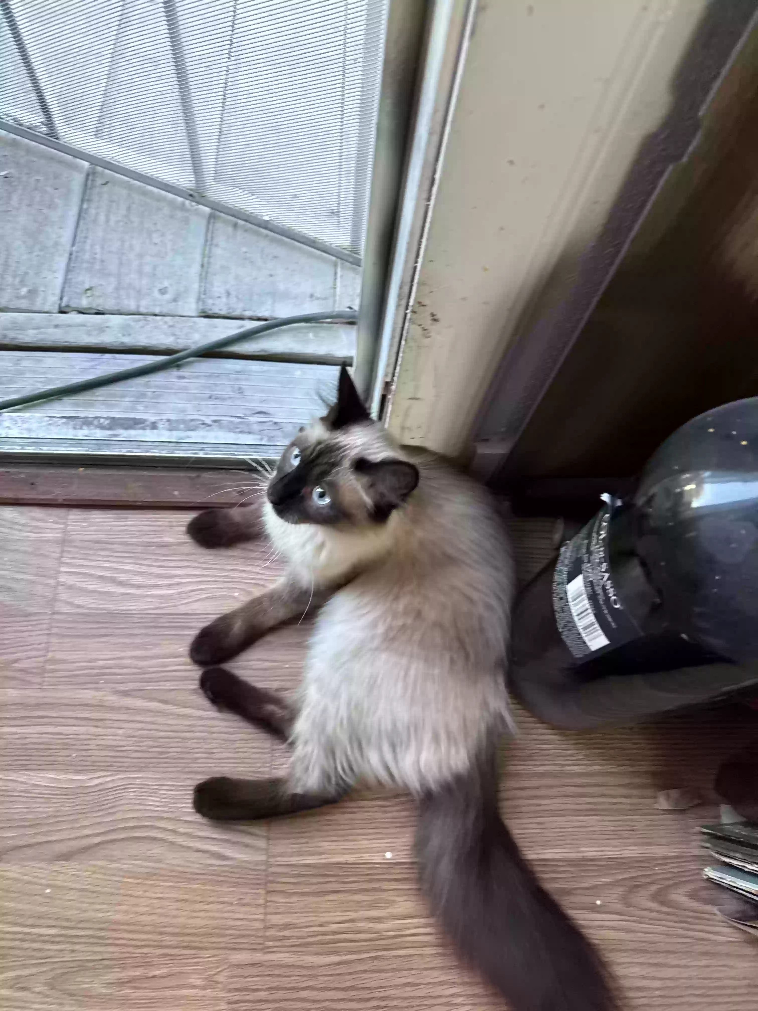 adoptable Cat in Las Vegas,NV named Squirrel